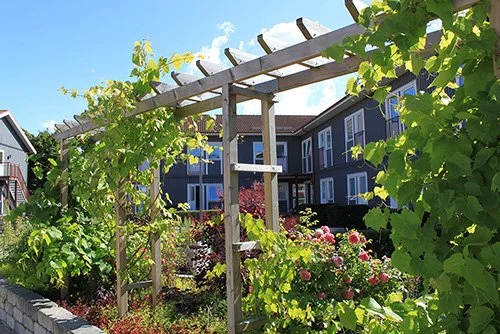 Pergola och blommor (Copy)