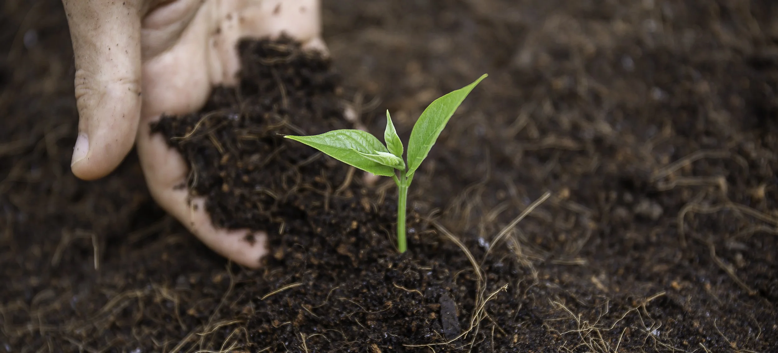 close-up-hand-holding-a-young-green-seeding-plant-2024-10-17-17-37-42-utc.jpg