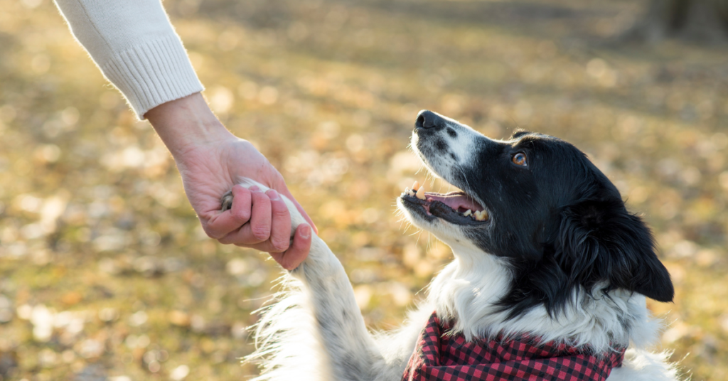 Companion Dog Club