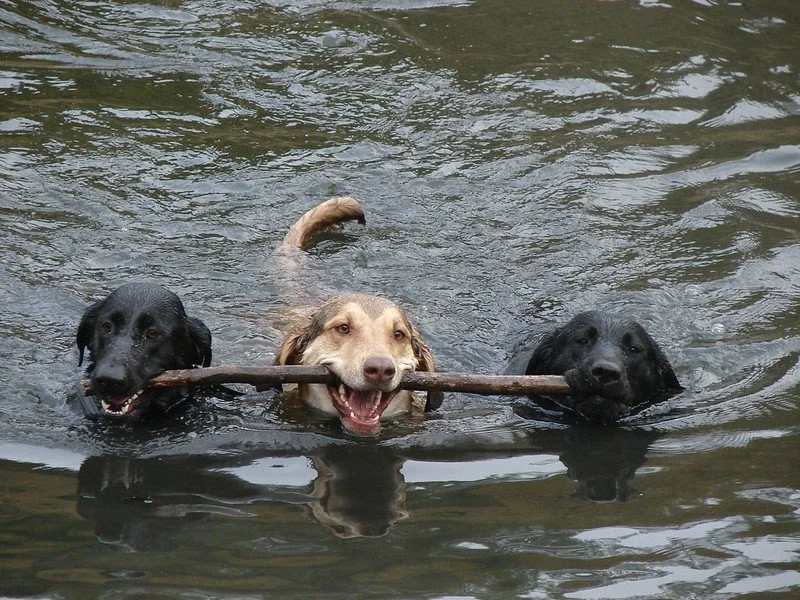 Companion Dog Club