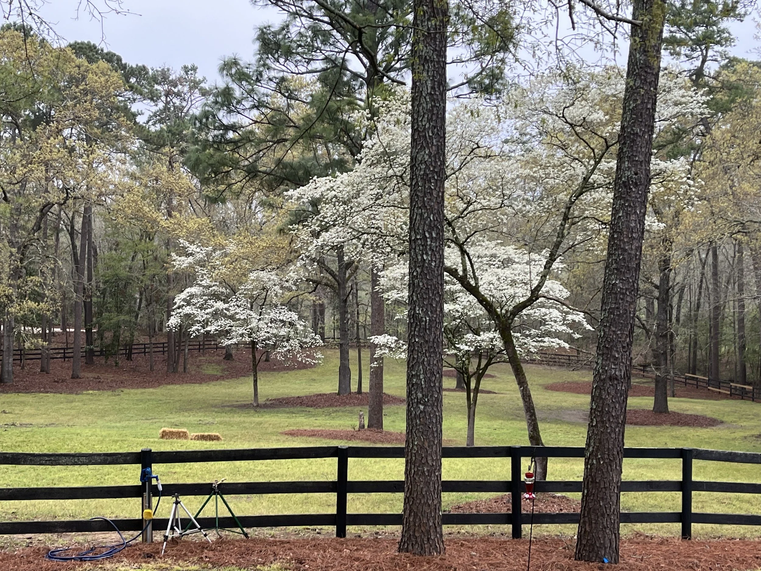 Beautiful Yard Shot.jpg