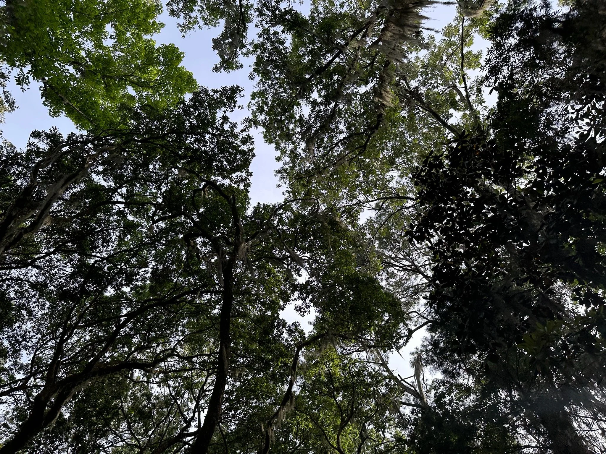 Lovely Tree Shot looking up.JPG
