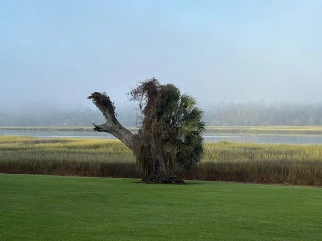 Interesting Tree.jpg