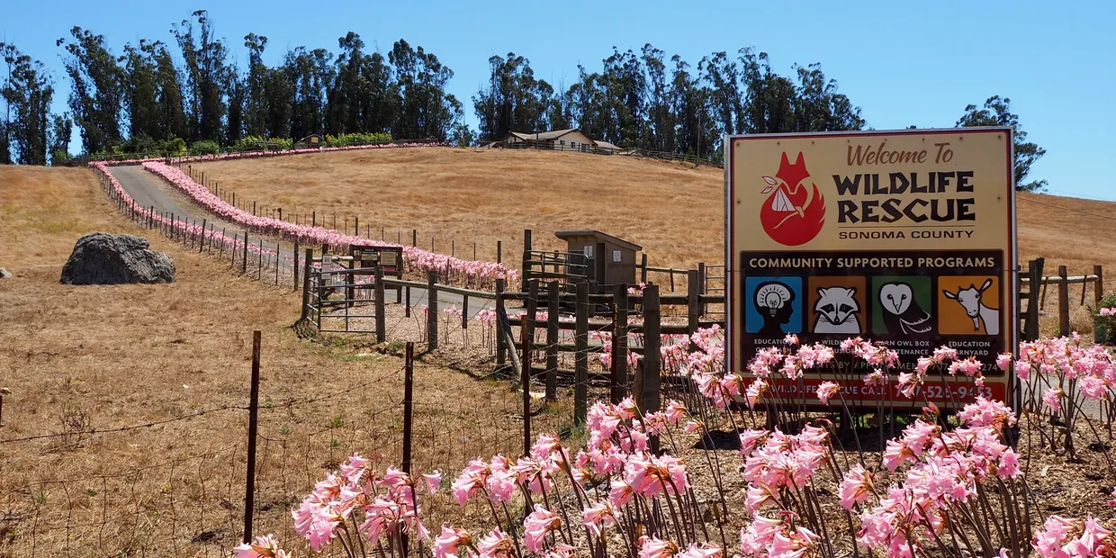 Photo of sonoma county wildlife rescue welcome sign with pink flowers in foreground and rolling hills in background