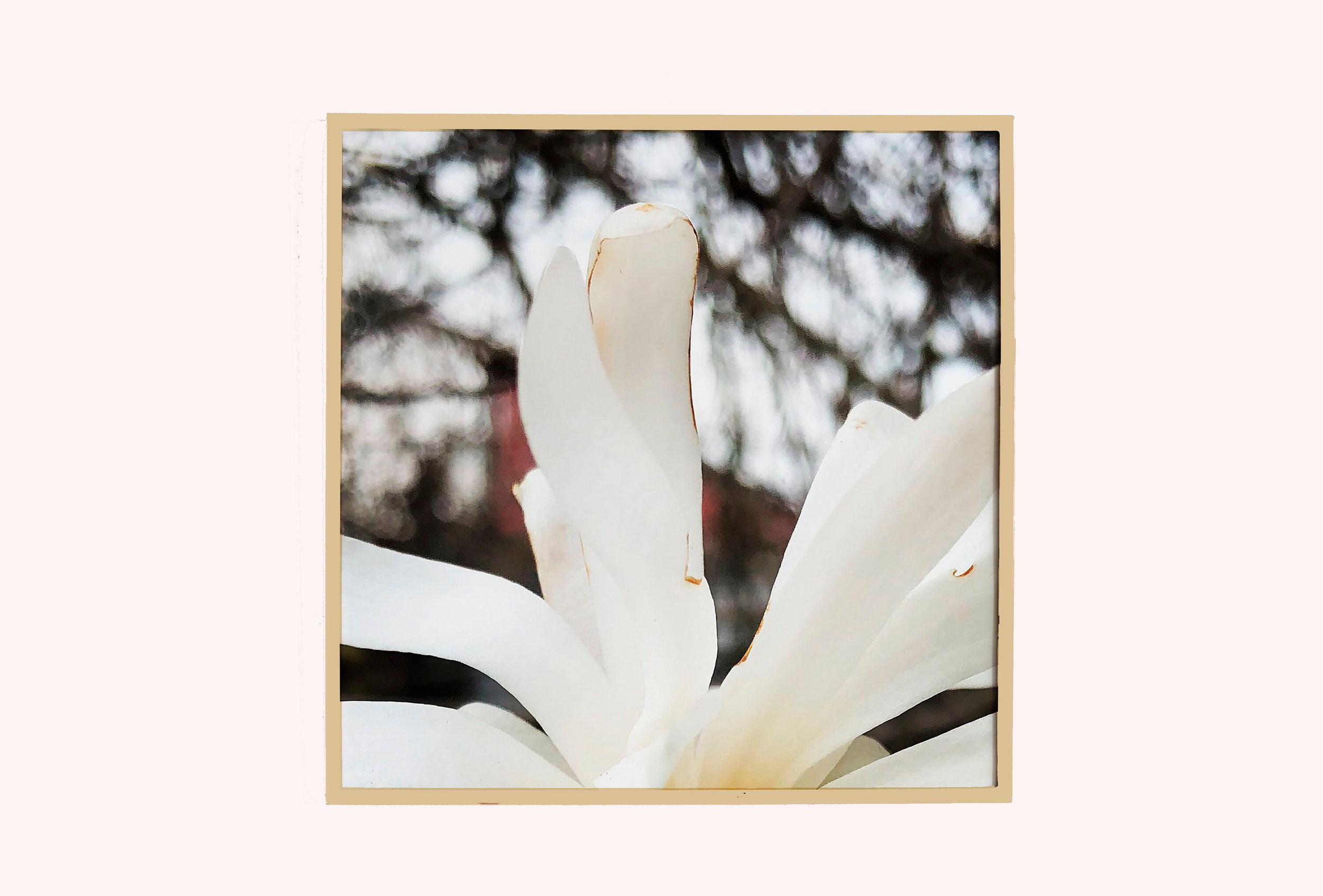 White Floral.png