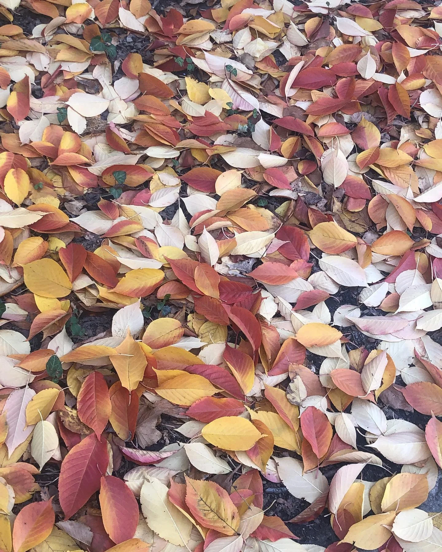 AutumnLeaves.jpg