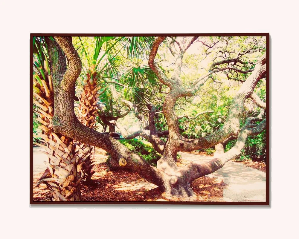 Tree Of Life - Photography Print - Digital Download
