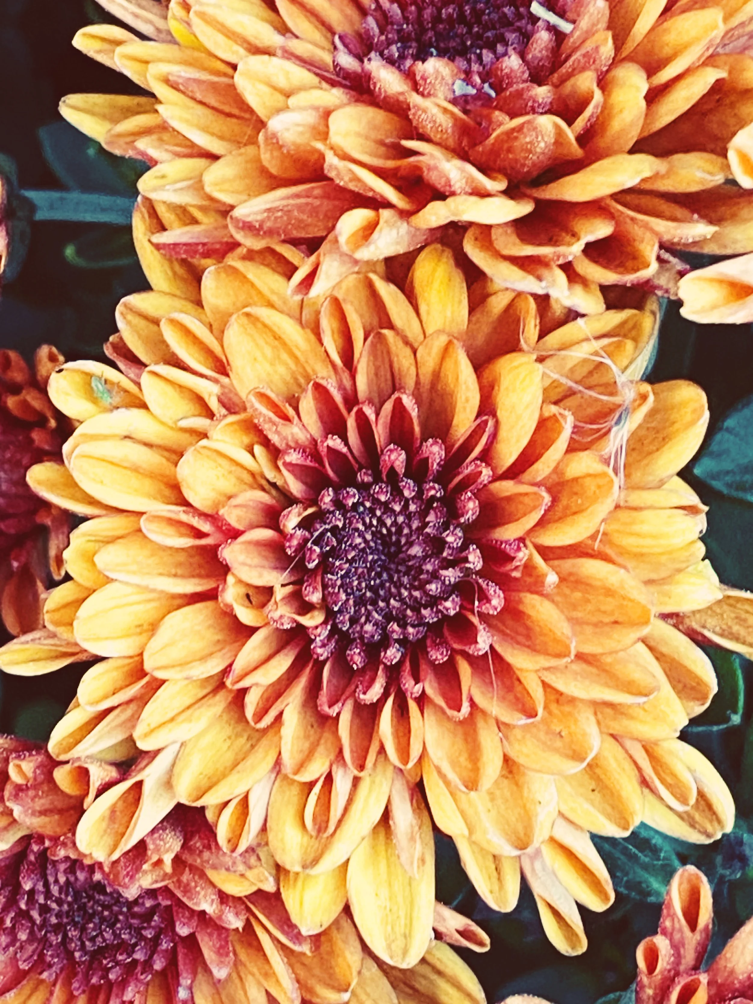 Golden Bloom-VSCO.jpg
