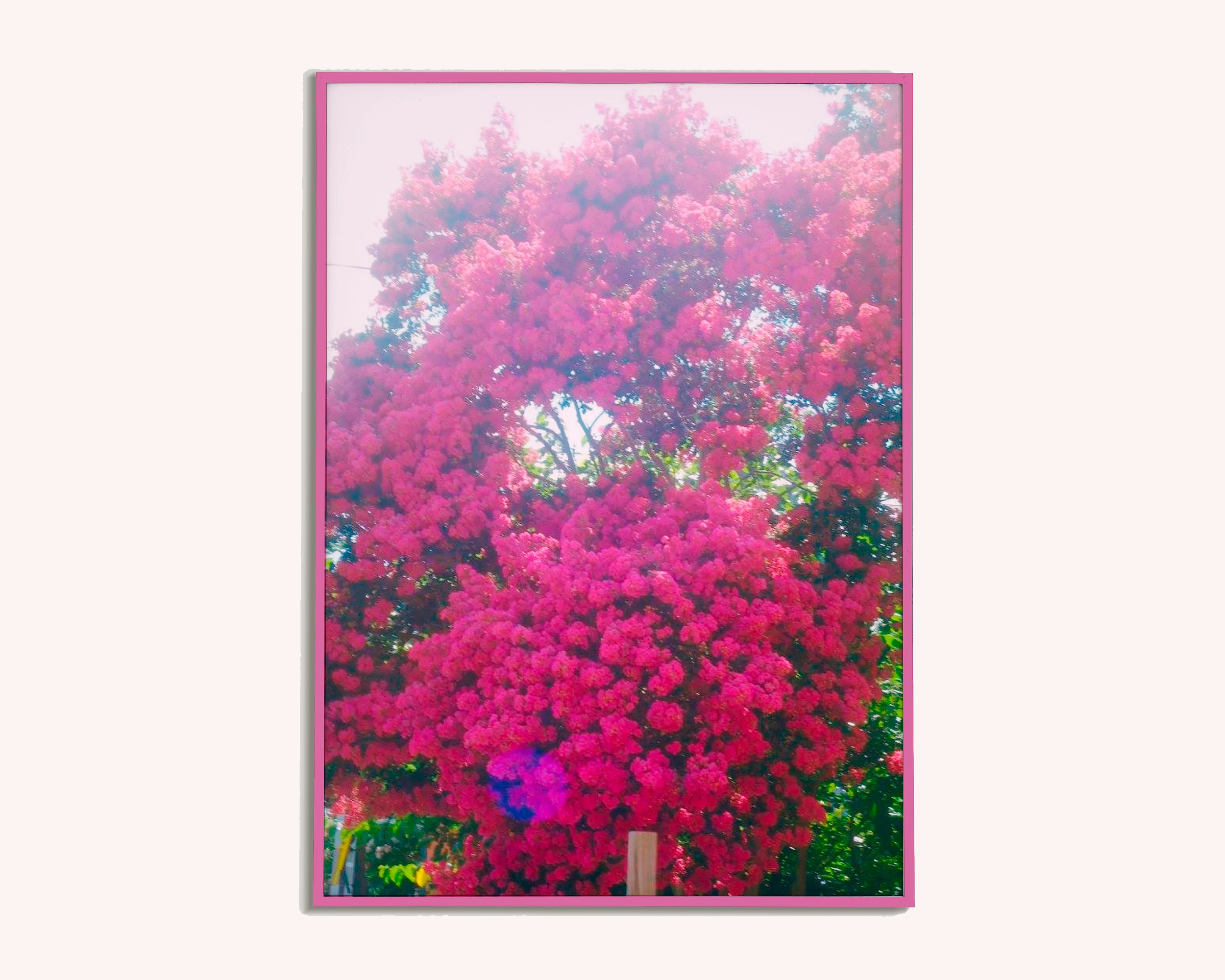 Pink Beauty.png