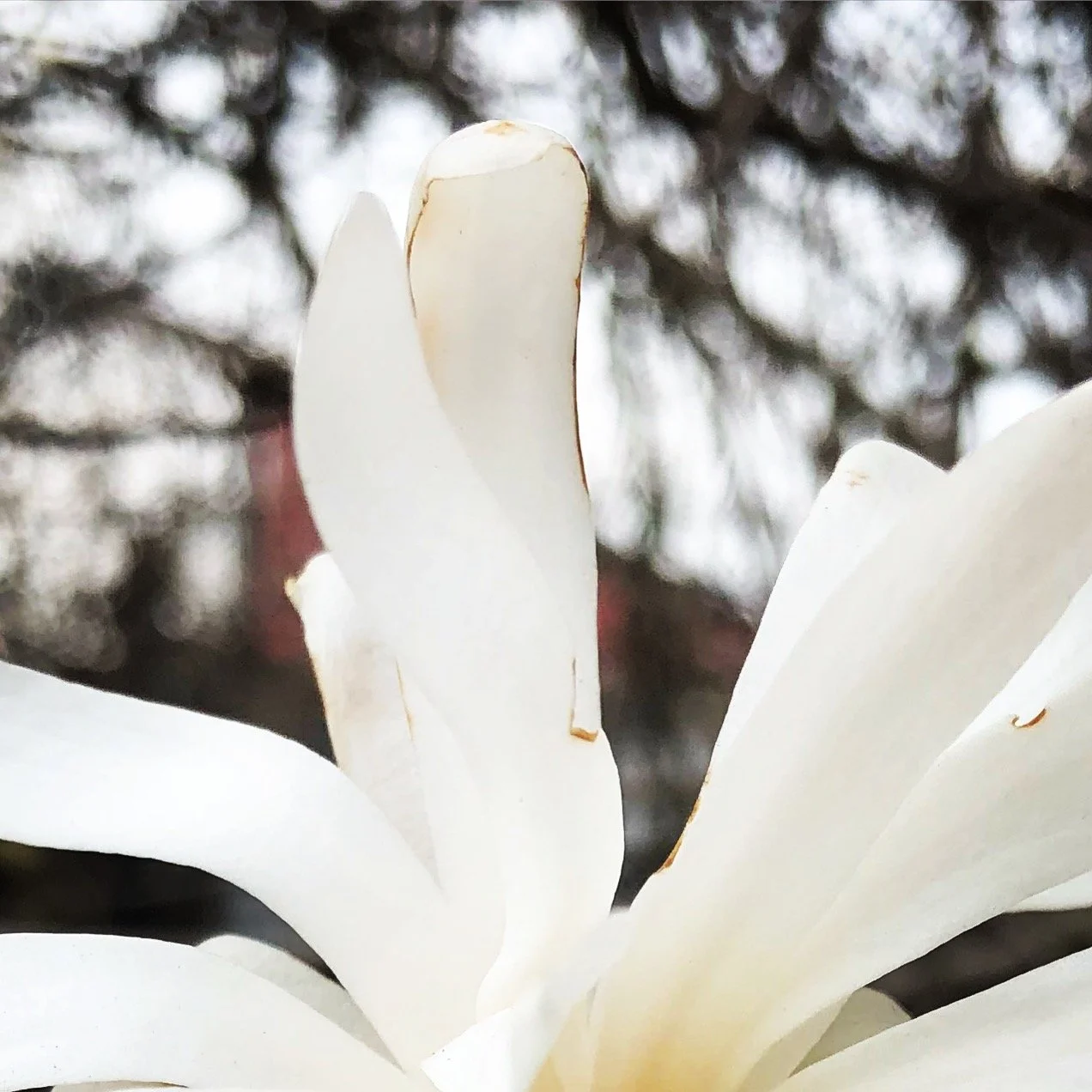 WhiteFloral.JPG