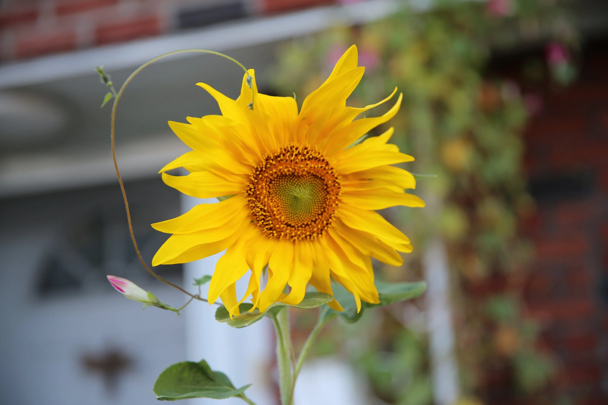SunflowerLove.JPG
