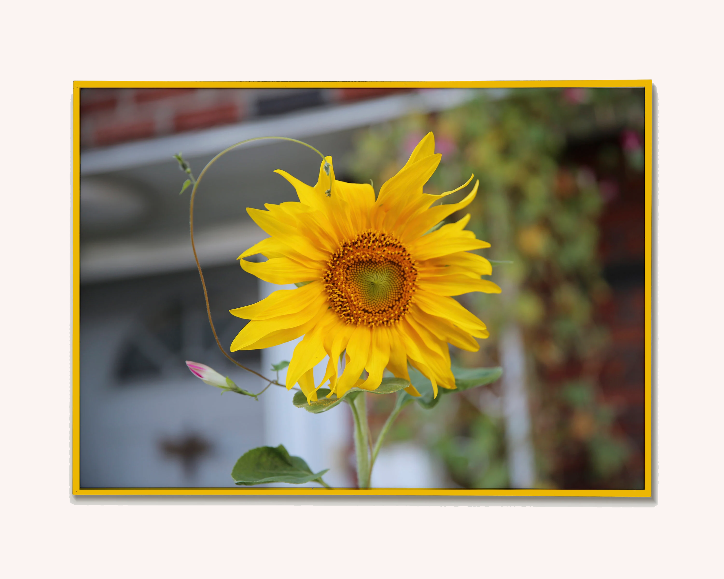 Sunflower Love.png