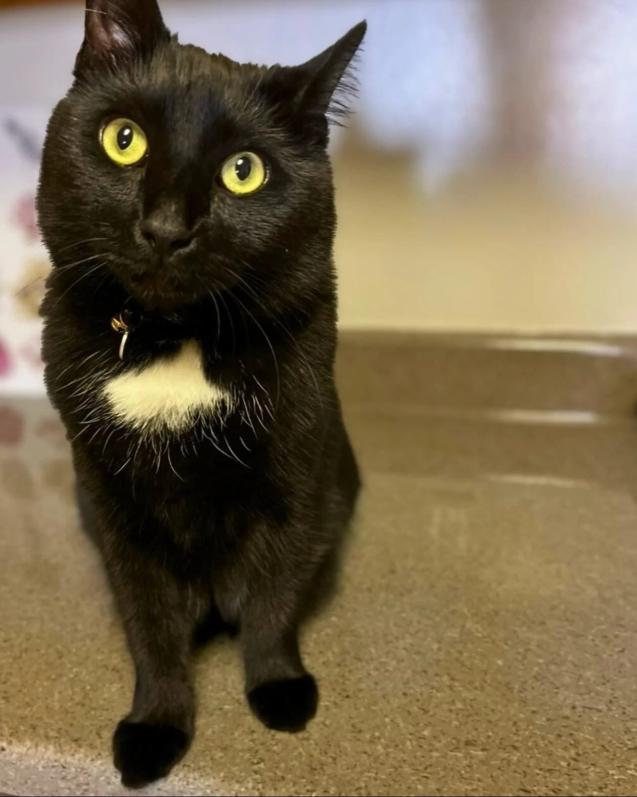 Meet Jasper, my fluffy co-therapist 🐾 

Motivation for communication is born from genuine interest and the desire to share. When kids see Jasper pop into a virtual session, their excitement creates powerful, authentic language opportunities. One of 