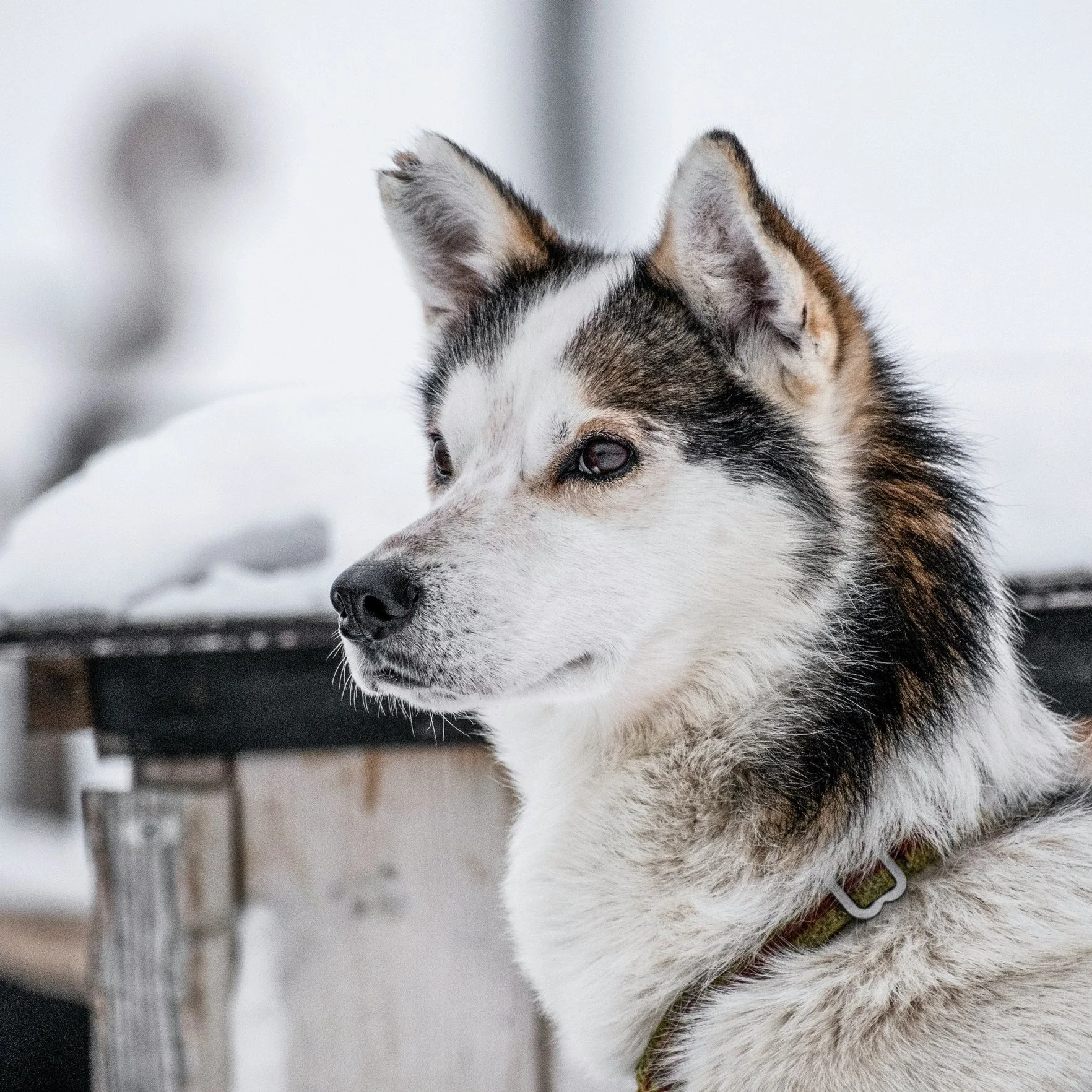 Svalbard in the Dark: A Polar Night Adventure