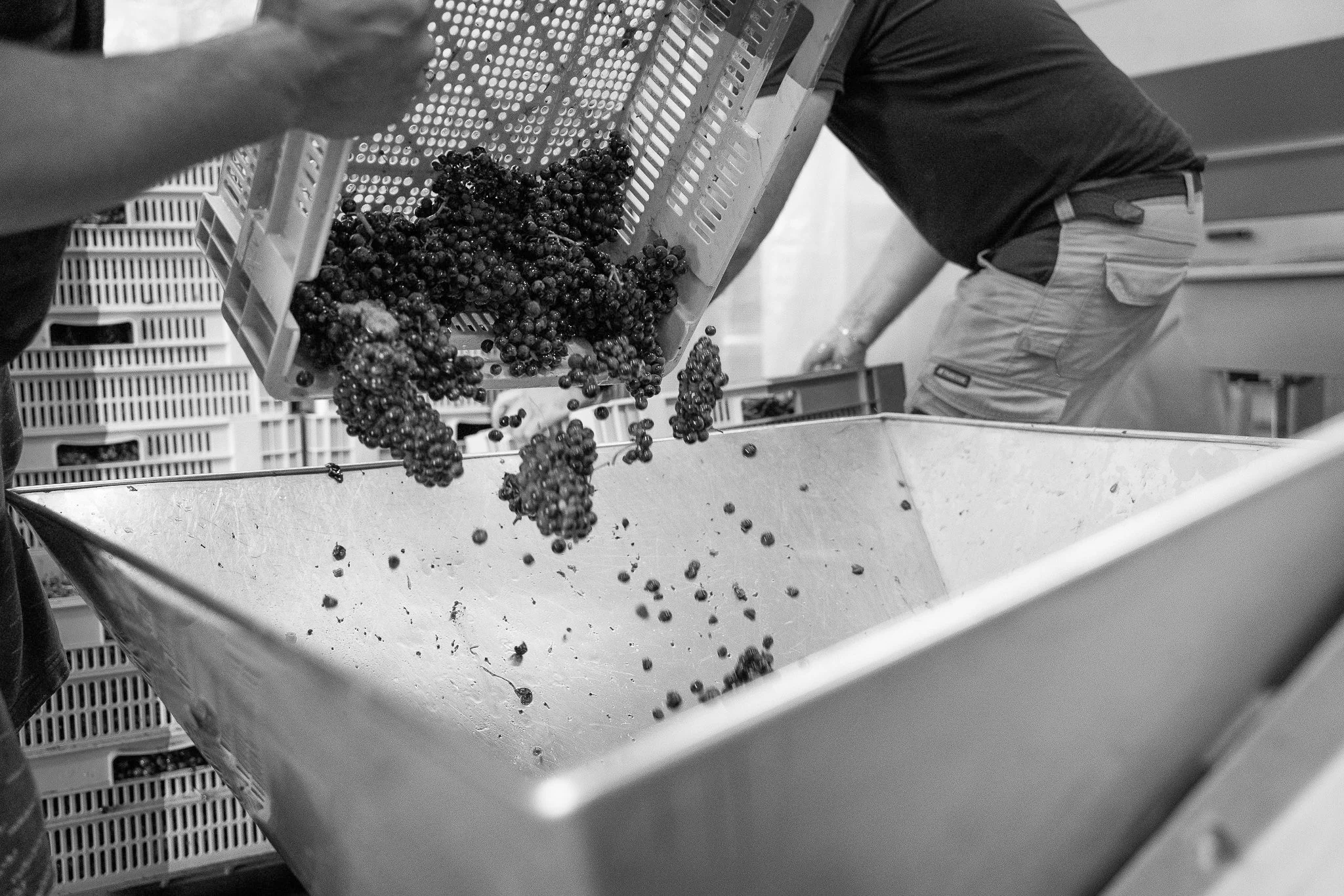 Caisse raisins vendange crémant 8.jpg