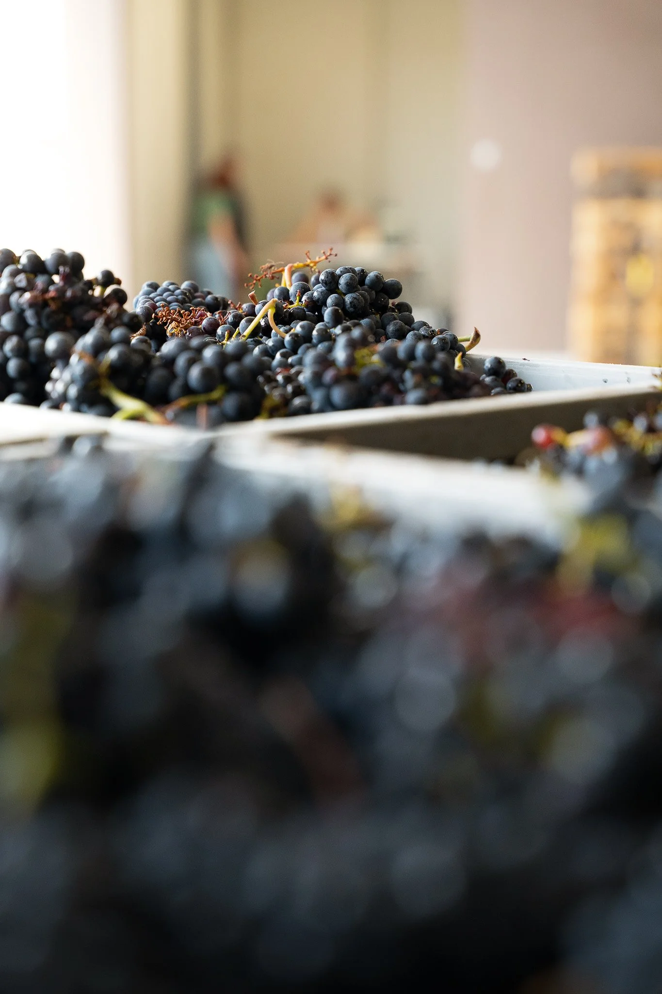 Caisse raisins vendange crémant 10.jpg
