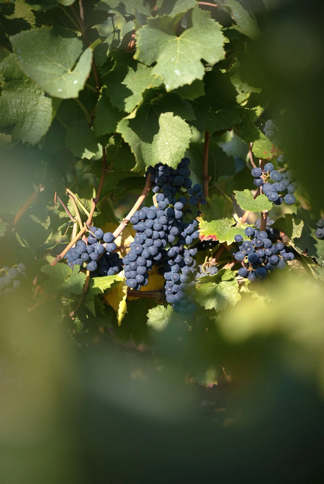 Grappe Fussière.jpg