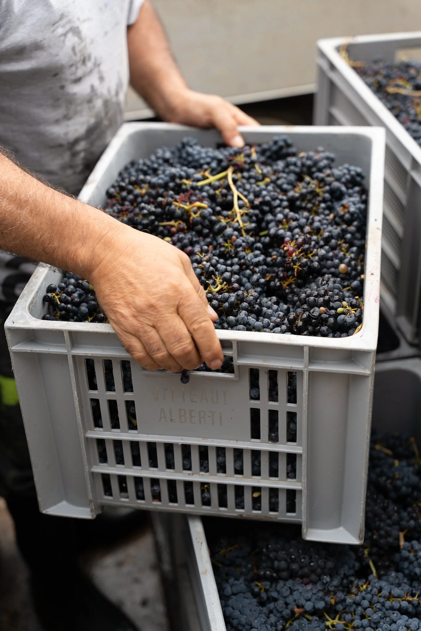 Caisse raisins vendange crémant 5.jpg