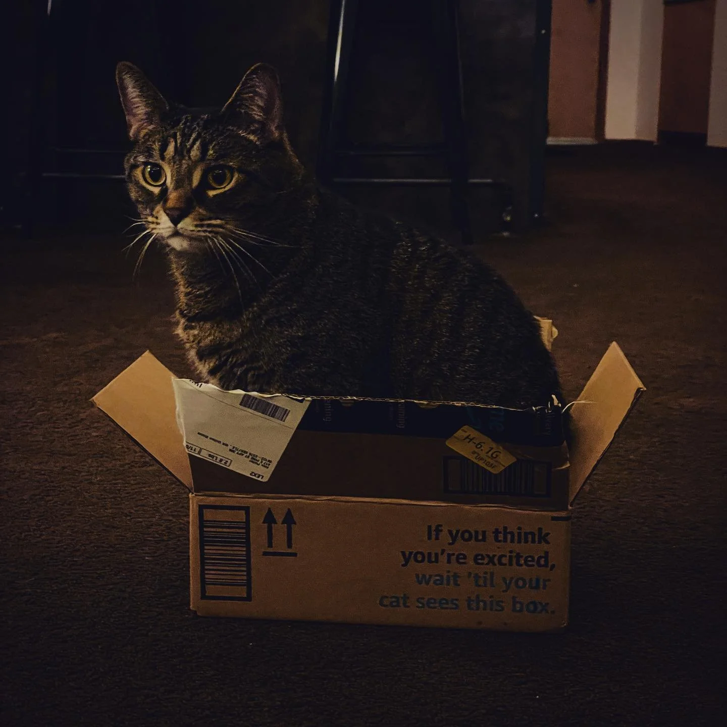 Well done, Amazon 👏🏻😸