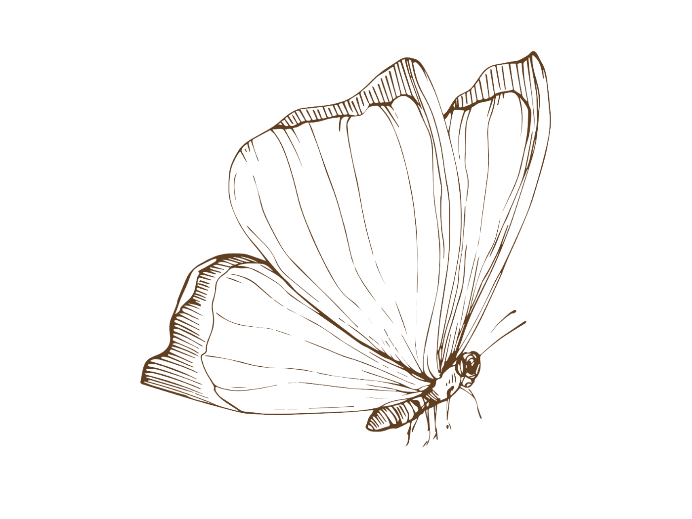 Butterfly Celebration