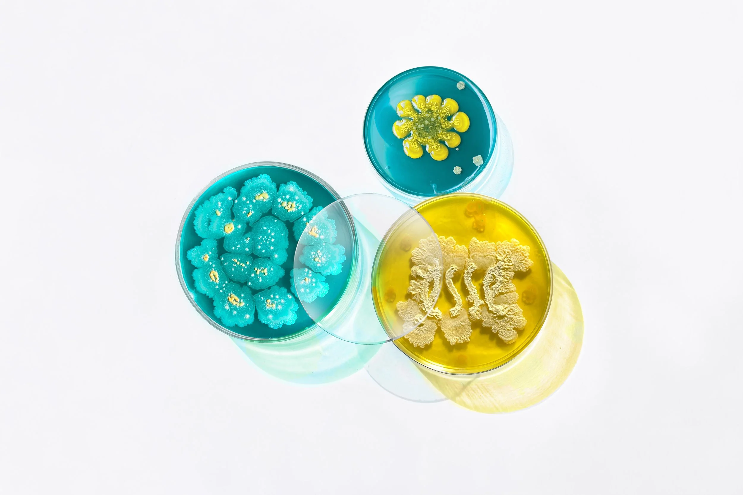 Probiotics and the skin