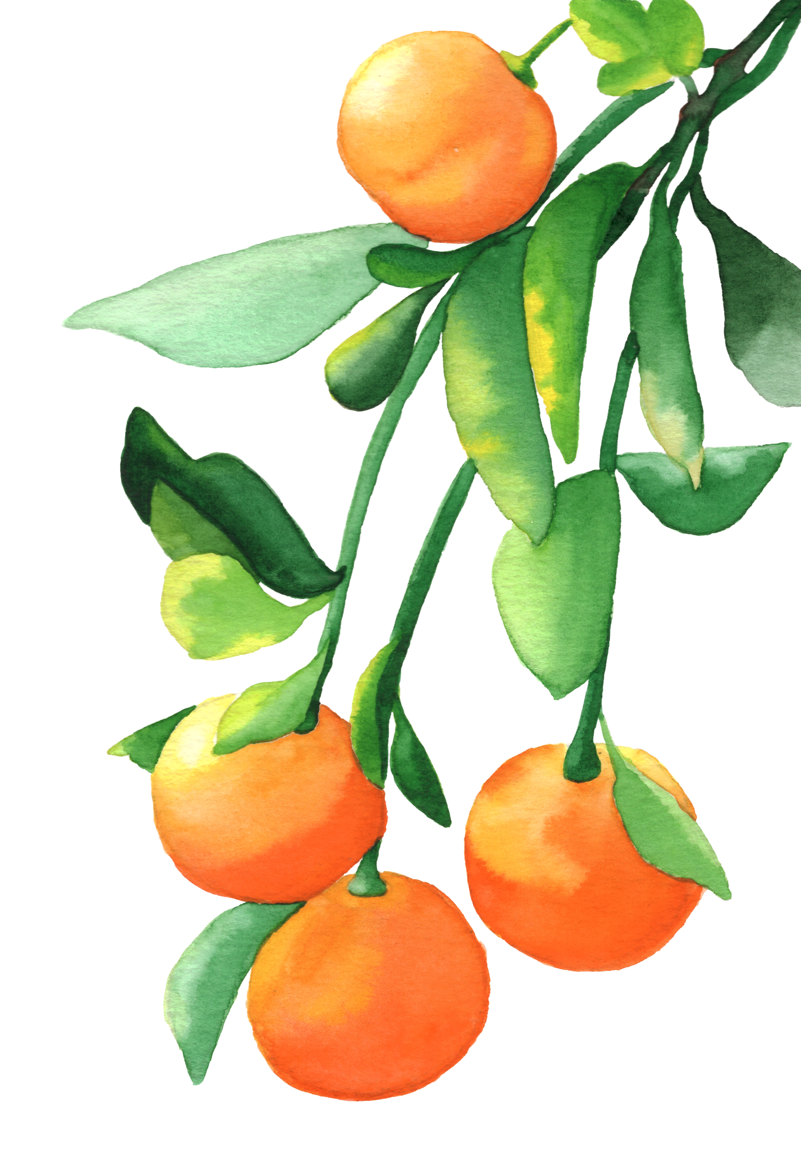 Oranges painting digital background.png