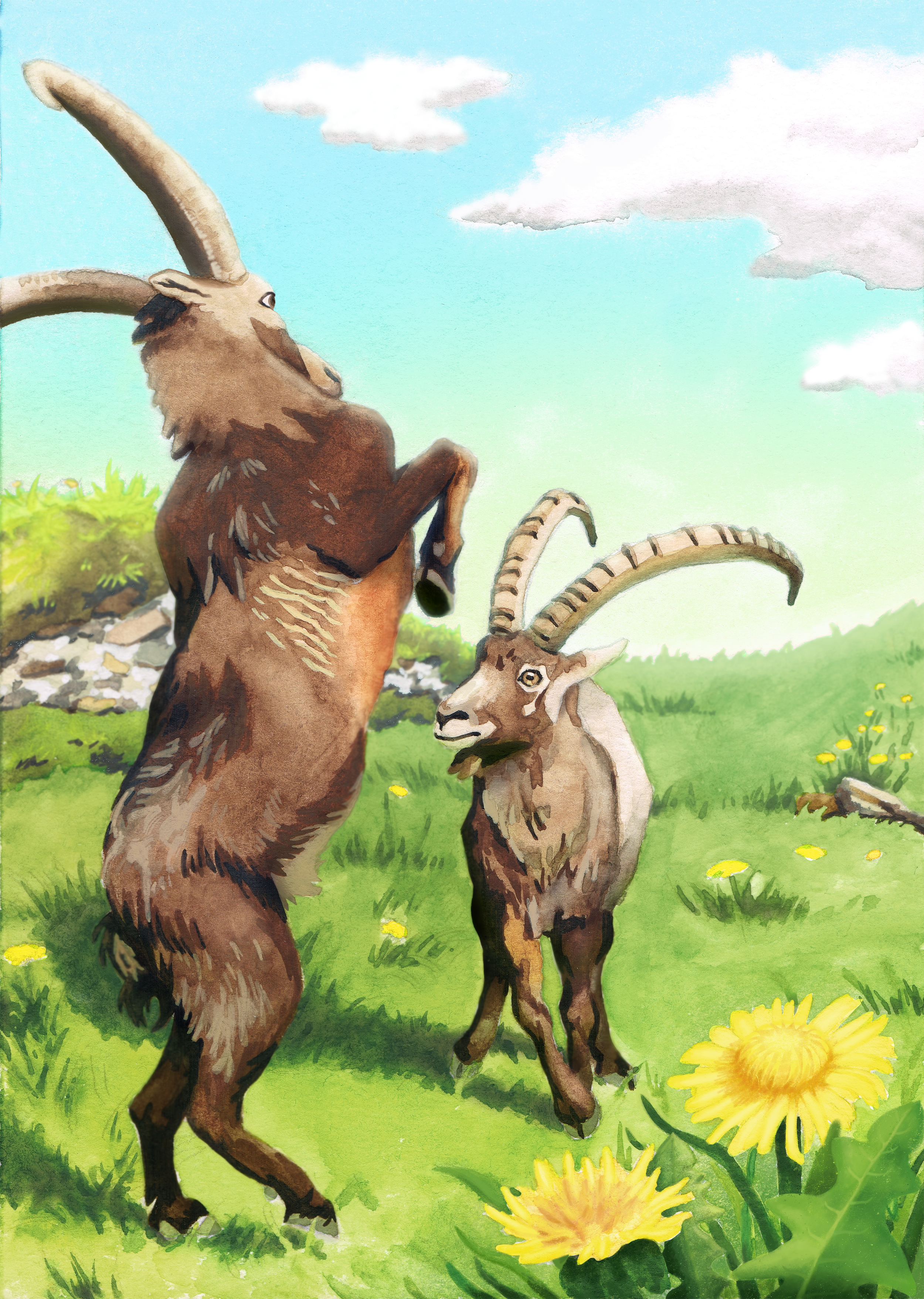 Final Steinbock illustration reduced.png