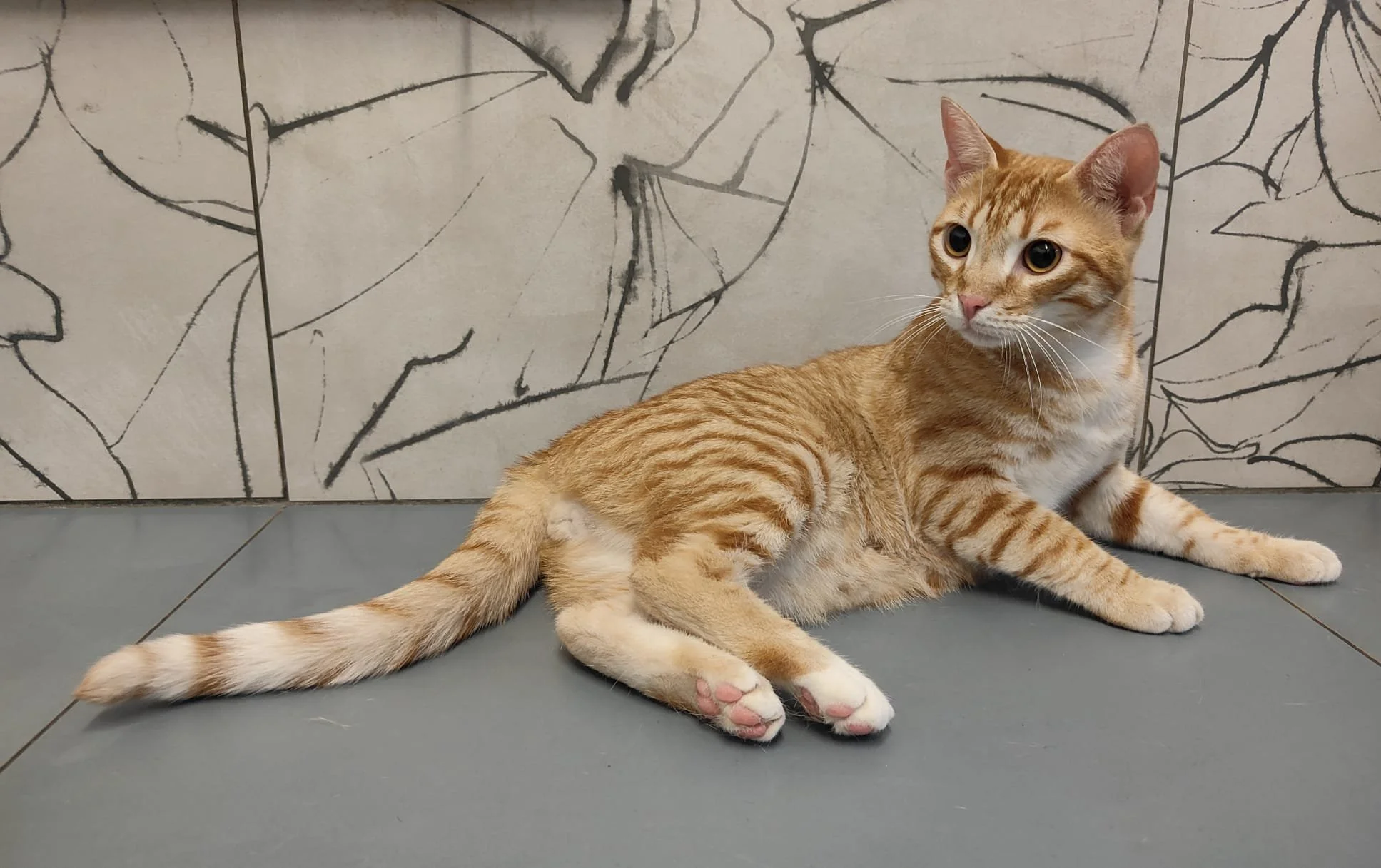 WhatsApp Image 2025-11-25 at 12.15.12 (7).jpeg