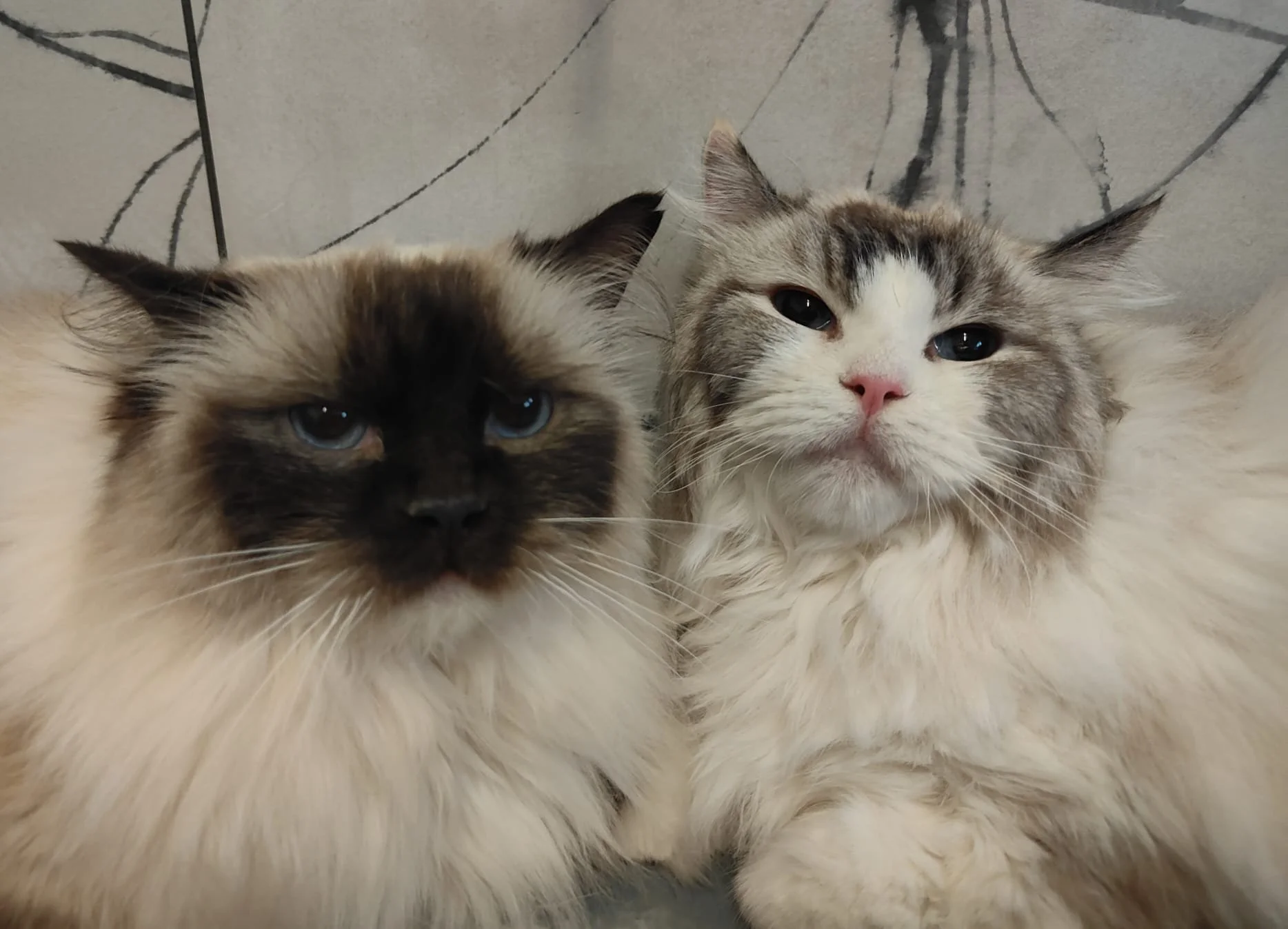 WhatsApp Image 2025-11-25 at 12.15.12 (4).jpeg