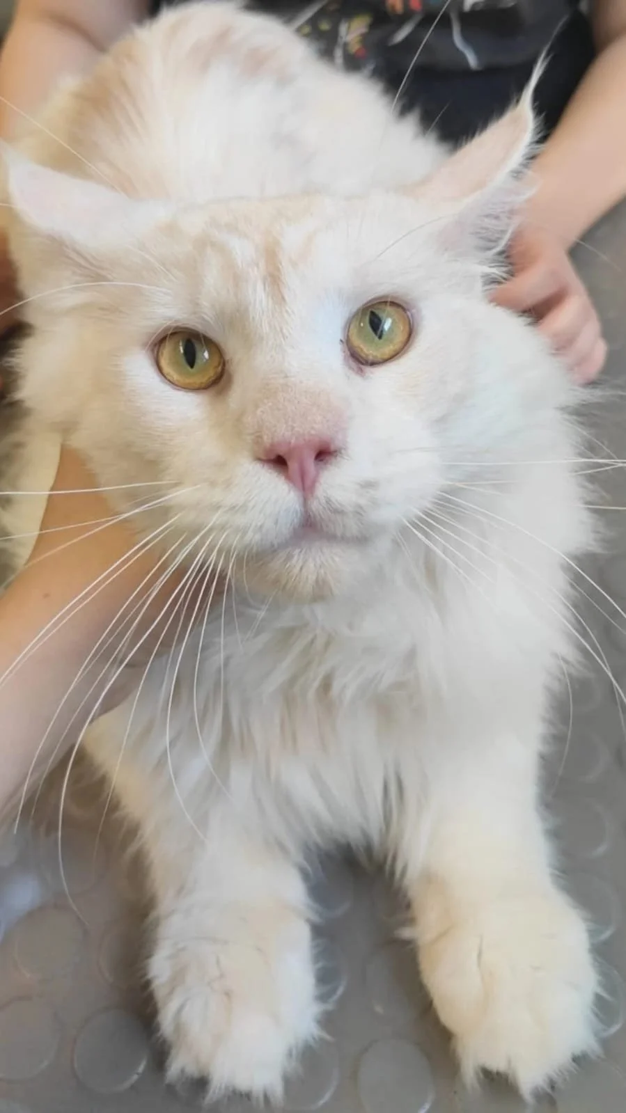 WhatsApp Image 2025-11-25 at 12.15.11 (1).jpeg