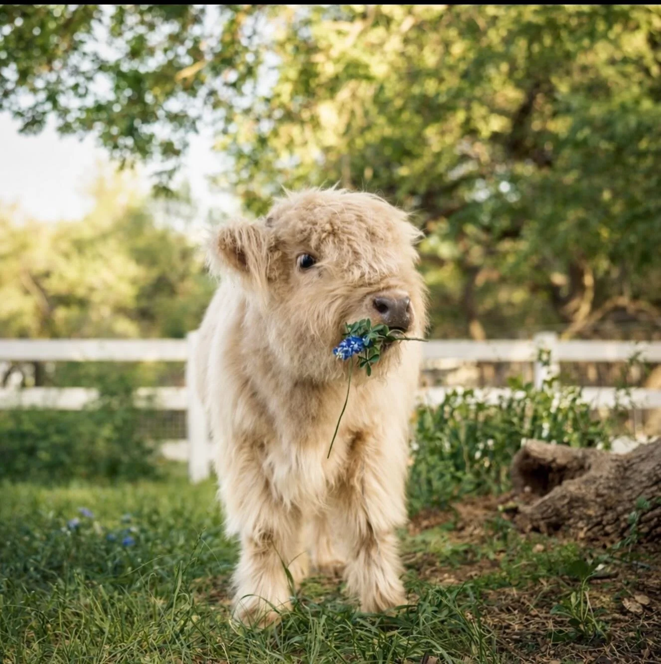Want to experience that true fairytale dream photo shoot?
We have the perfect packages.
Custom options and locations. 
Transport to location in specialized vintage trailer
Your fairytale dream will come true with  Fairy-tails Farm
Celebrate summer wi