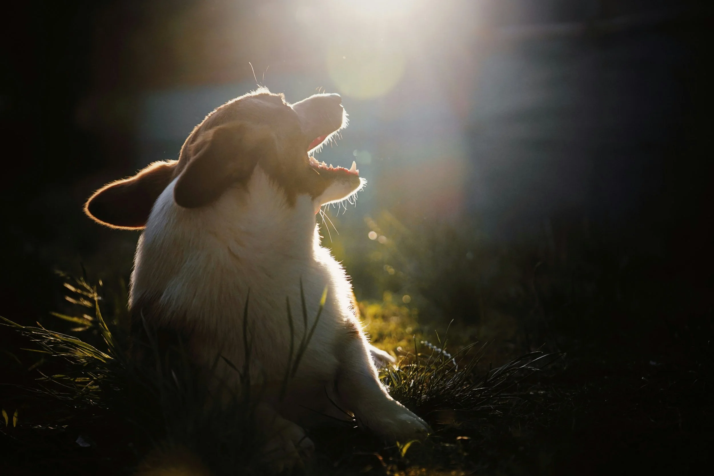 Tan and white dog lying in field. Photo by Alvan Nee on Unsplash