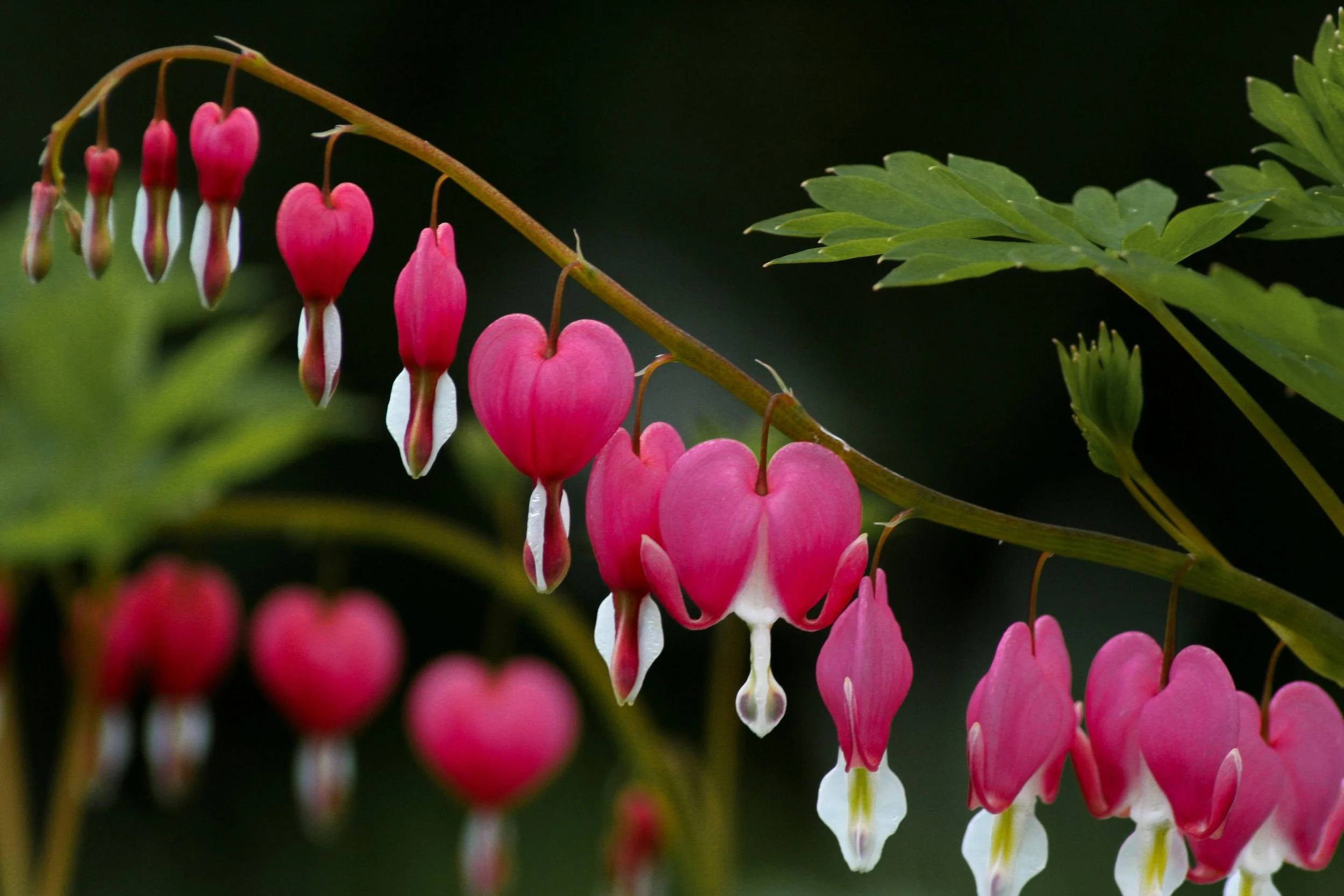 The Sacred Unfolding: Community Grief Circle