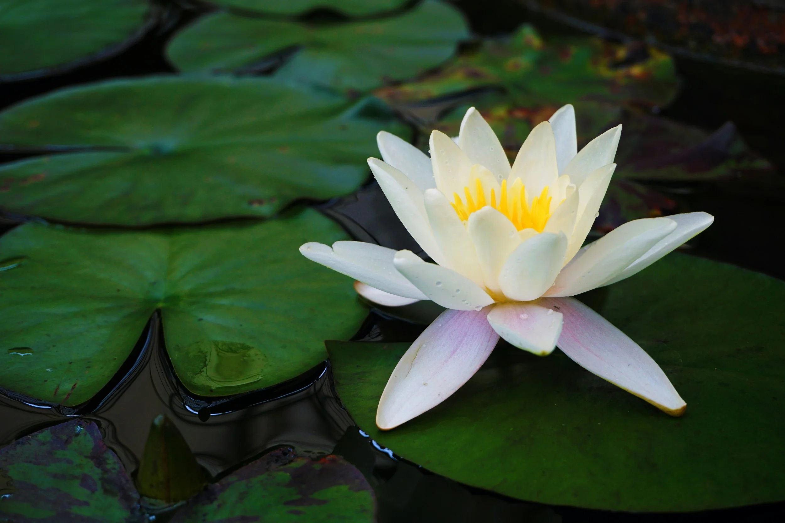 The Sacred Unfolding: Community Grief Circle