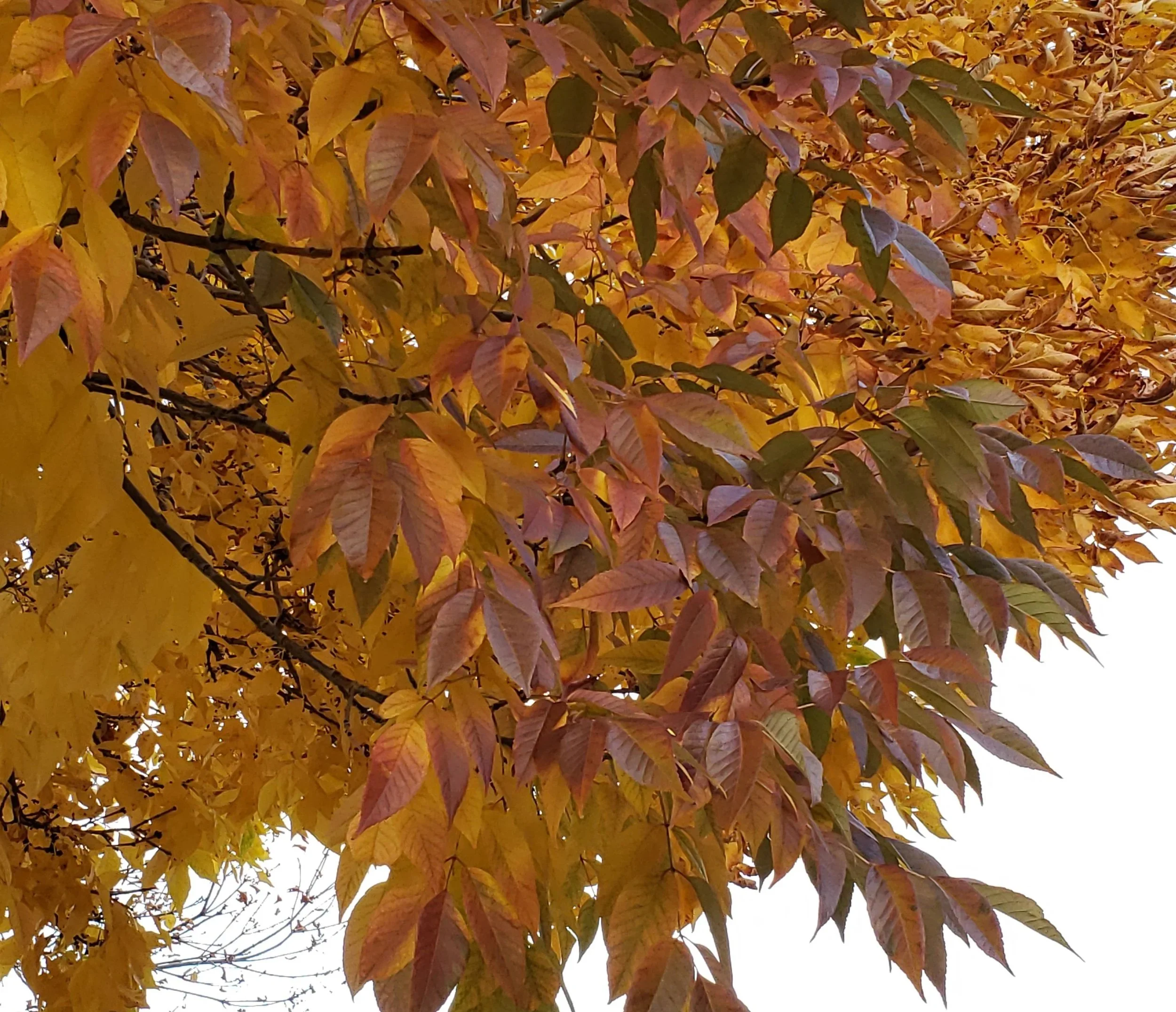 What Come Through: An equinox reflection on divorce, doubt, and doing things my way