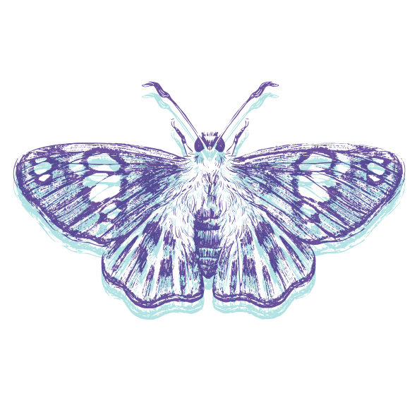 Illustration of a moth with detailed wings in shades of purple and blue.