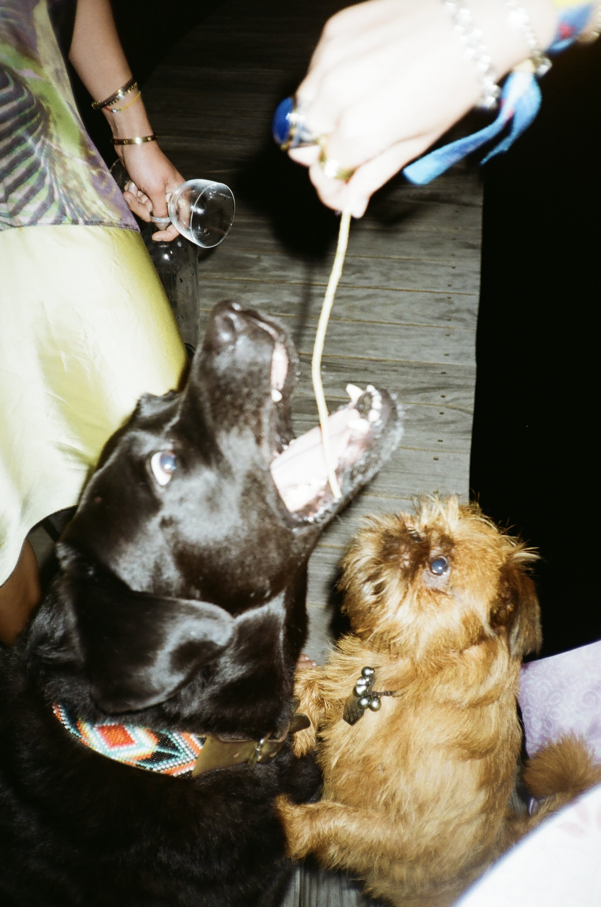 Two dogs, one black and one brown, are playing with a dog's chew toy that is being held by a person. The black dog has its mouth open and appears to be biting the toy, while the brown dog looks up at it. There are people and a glass of wine in the ba