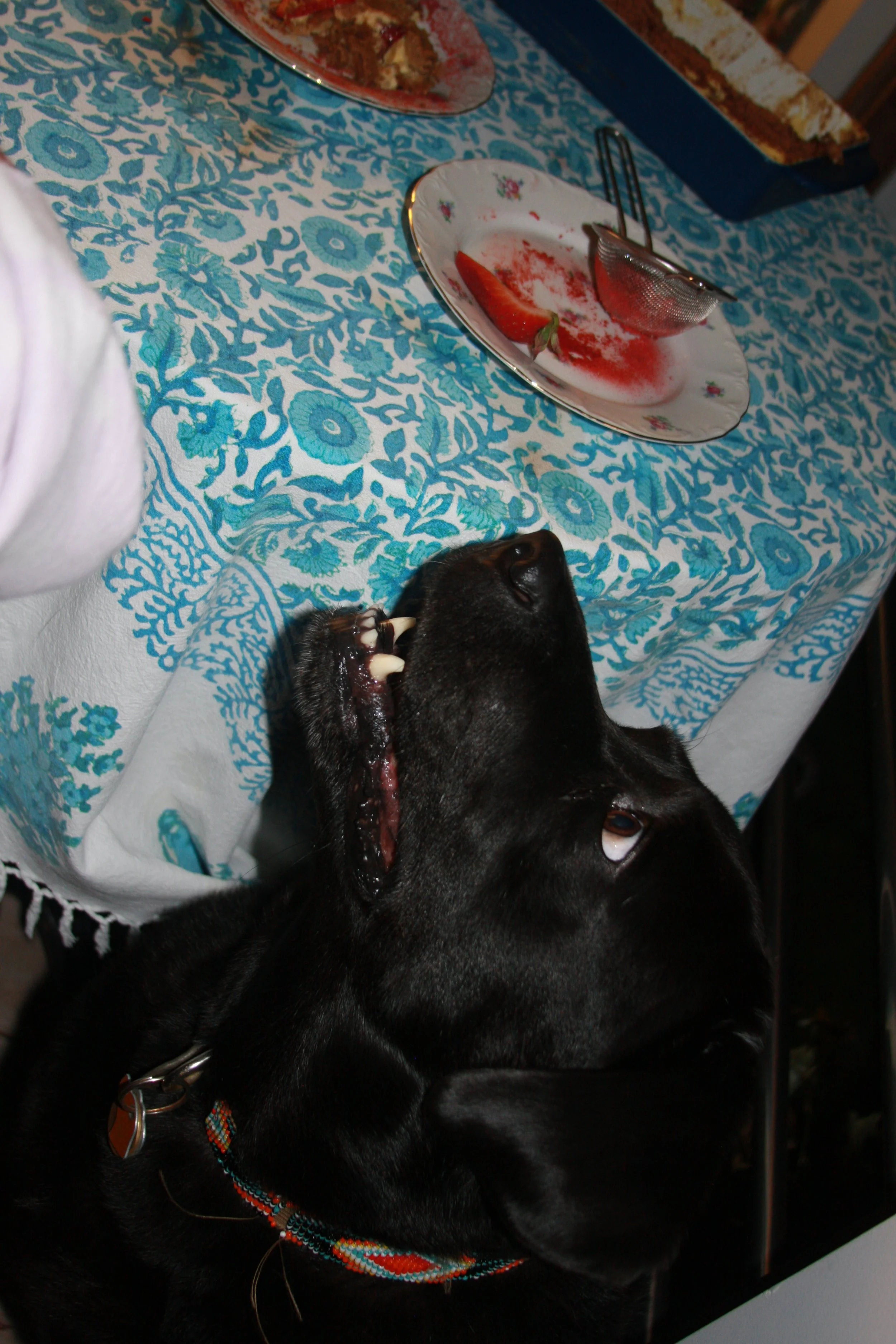 A black dog lying under a table with a blue and white patterned tablecloth. The dog is looking up with its mouth open, showing its teeth, near a plate with a strawberry and some crushed red powder, and a metal fine mesh sieve.