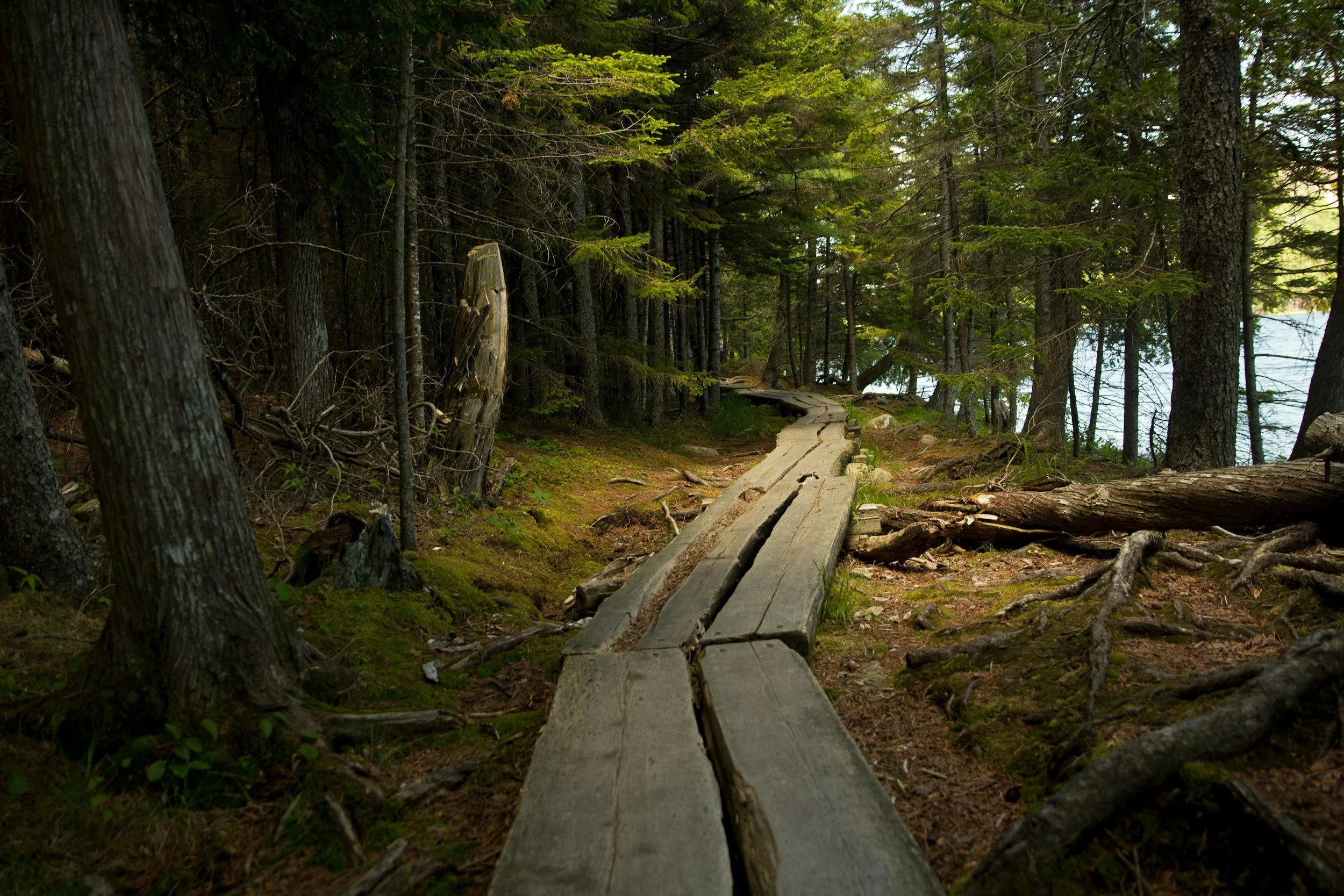 A wooden trail boardwalk through a dense forest of trees near a lake.
