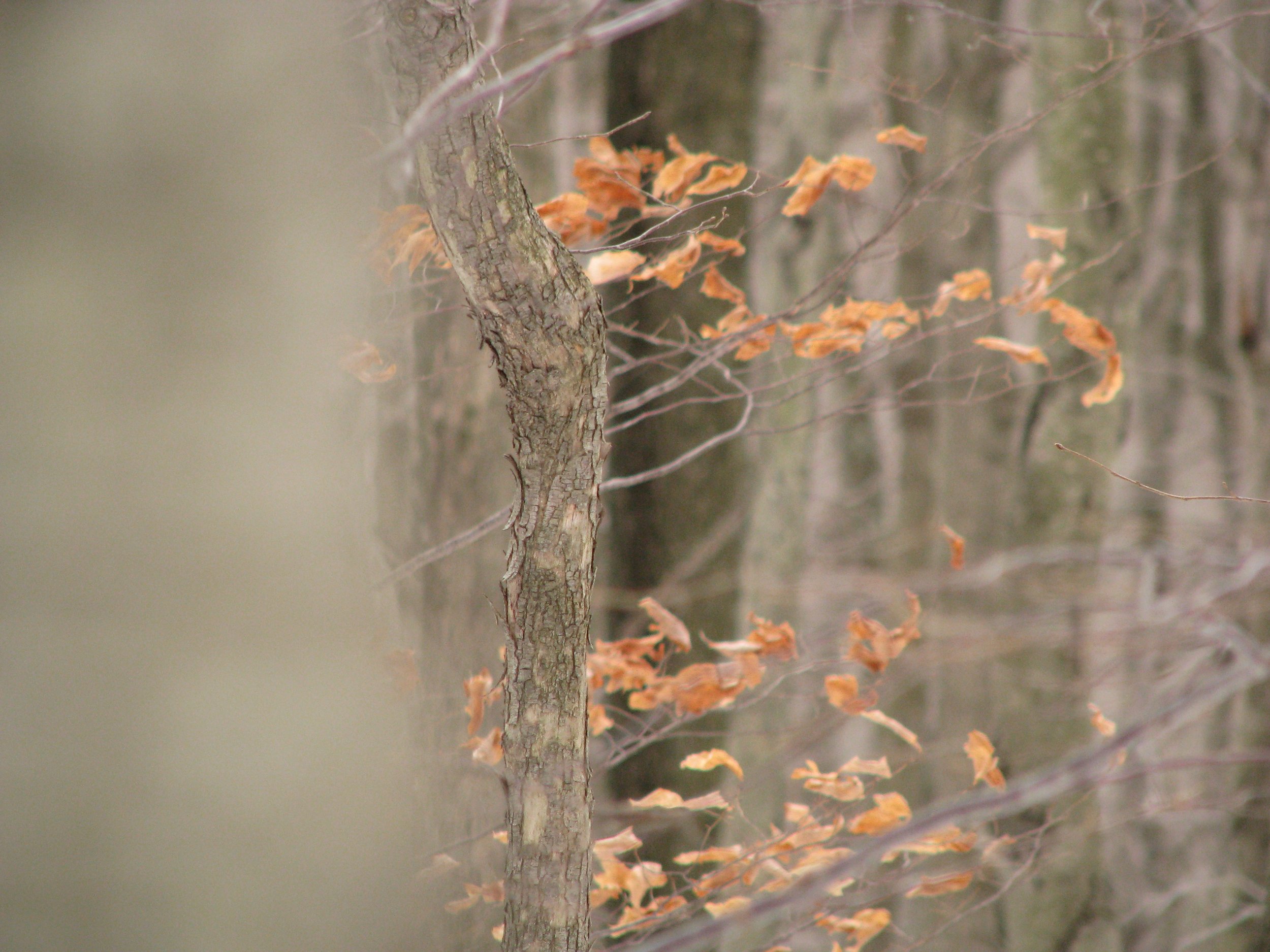 A close-up of a tree trunk with a few orange-brown leaves on its branches in a wooded area.