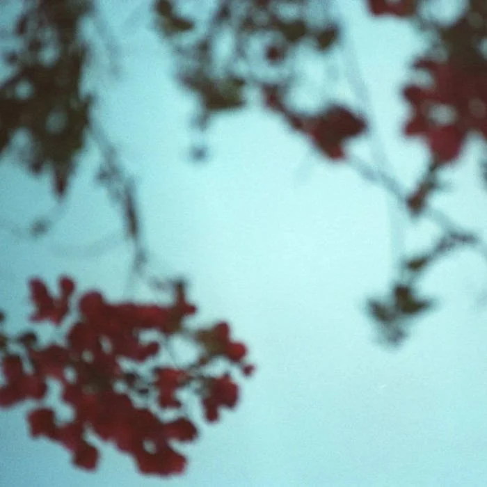Blurred image of red flowers and green leaves against a light blue sky.