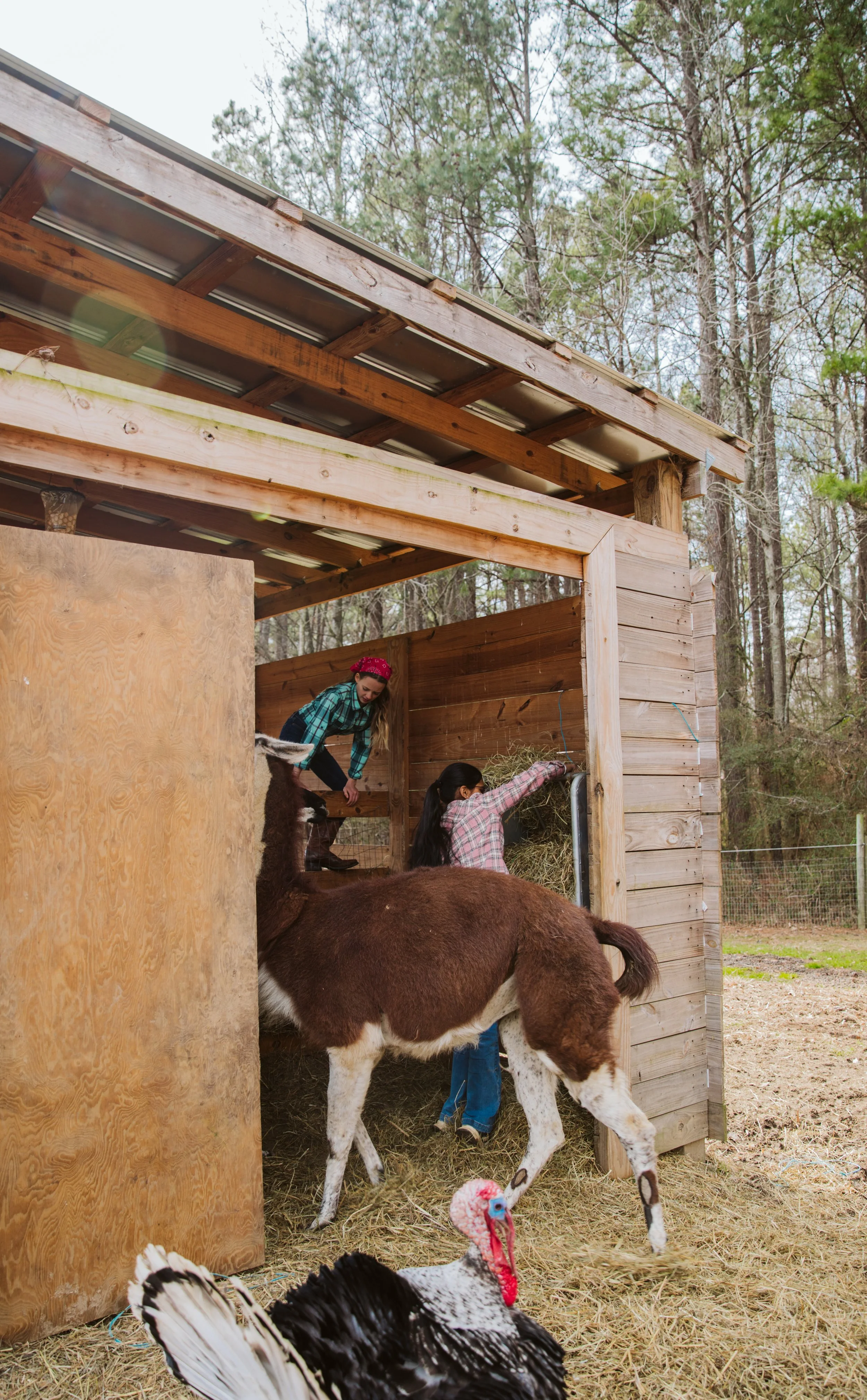 Homeschool program using nature and farm life as an educational tool
