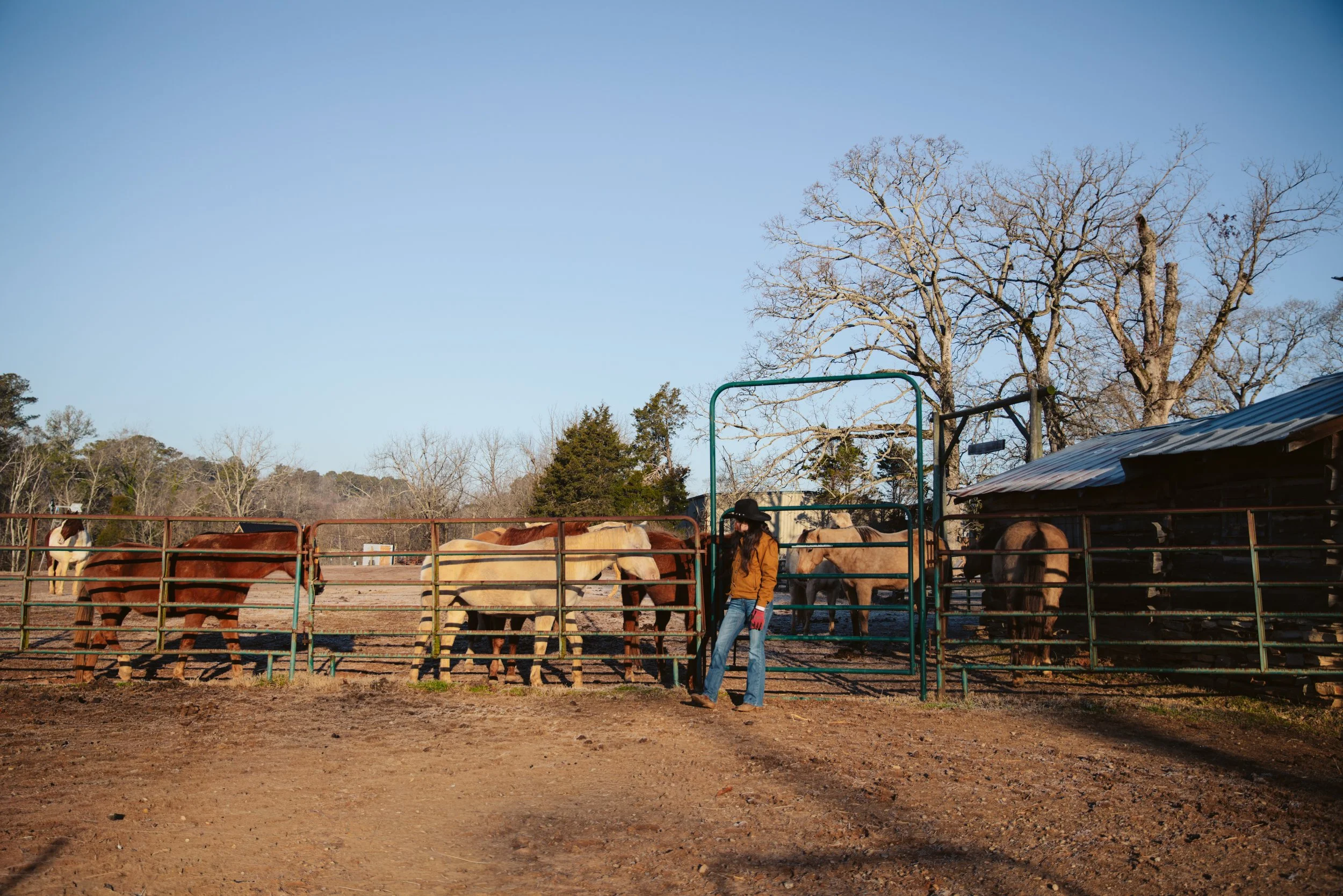 Horses standing in a corral at a North Georgia ranch