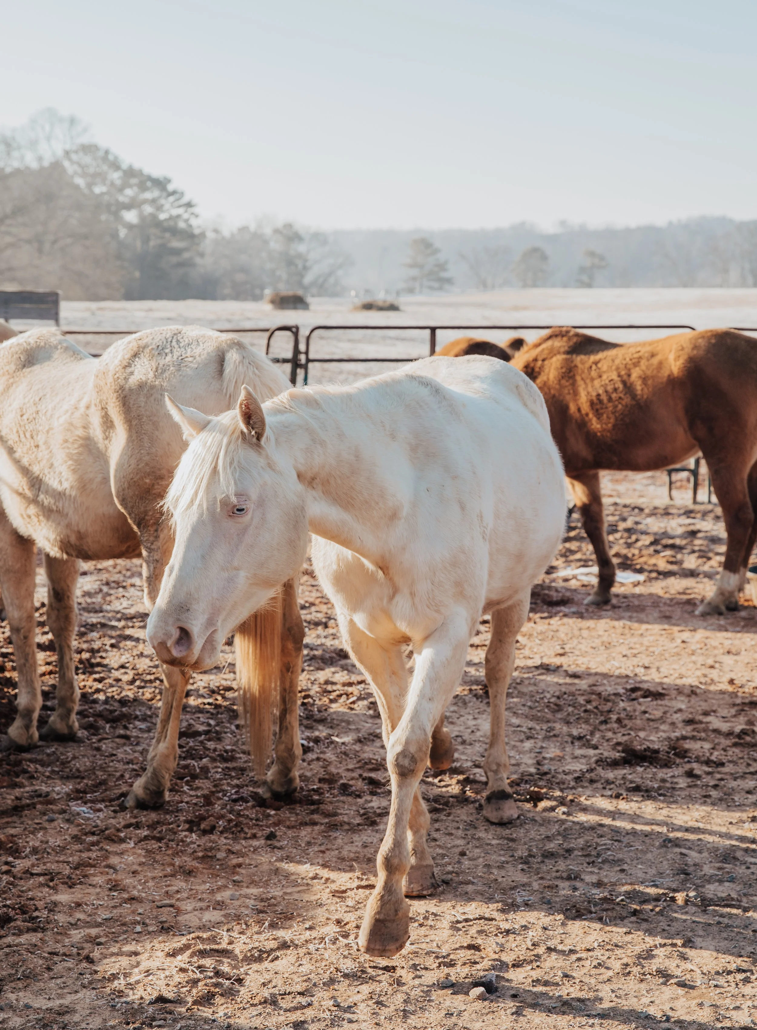 White horse standing with herd at a North Georgia ranch
