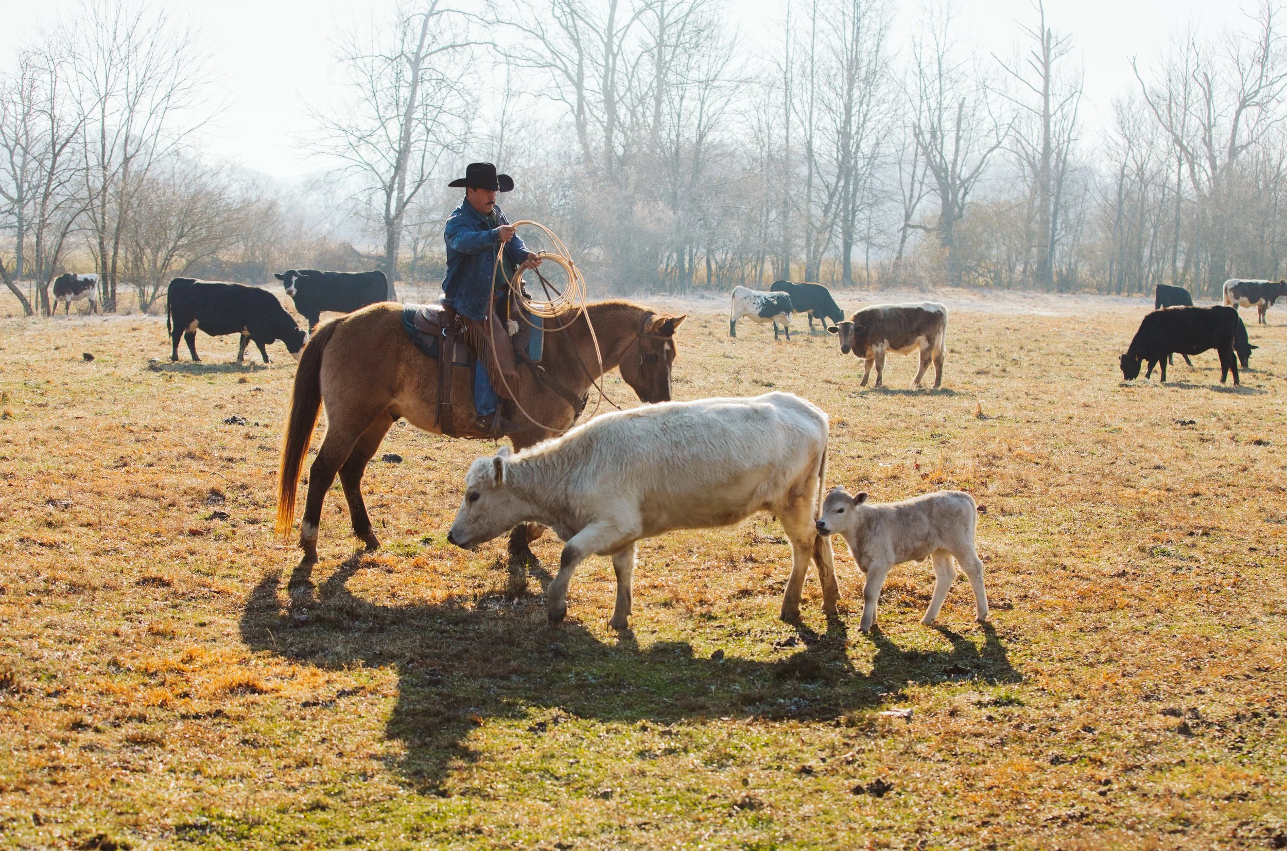 Rancher on horseback with cattle and calf in North Georgia