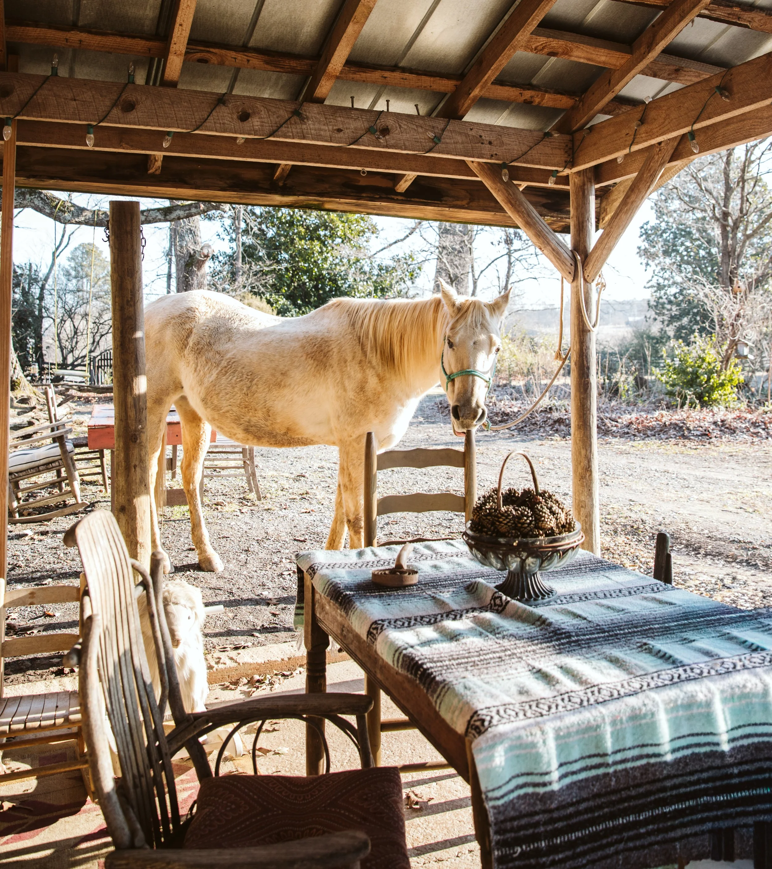 White Horse at Rustic Ranch Porch