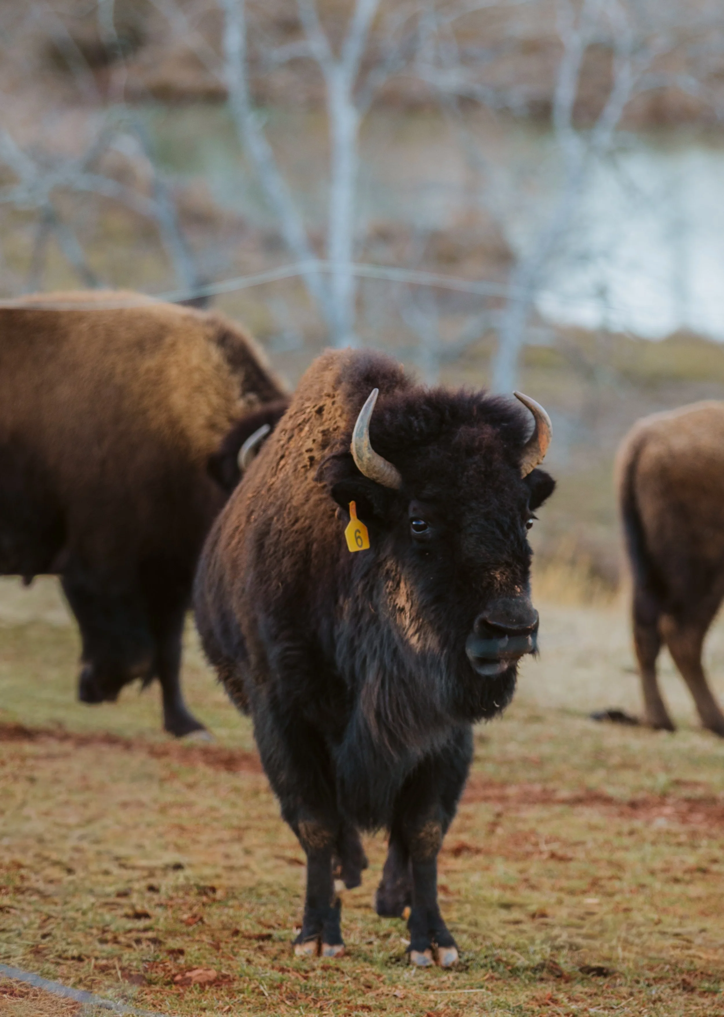 Close-Up of American Bison at KC Ranch