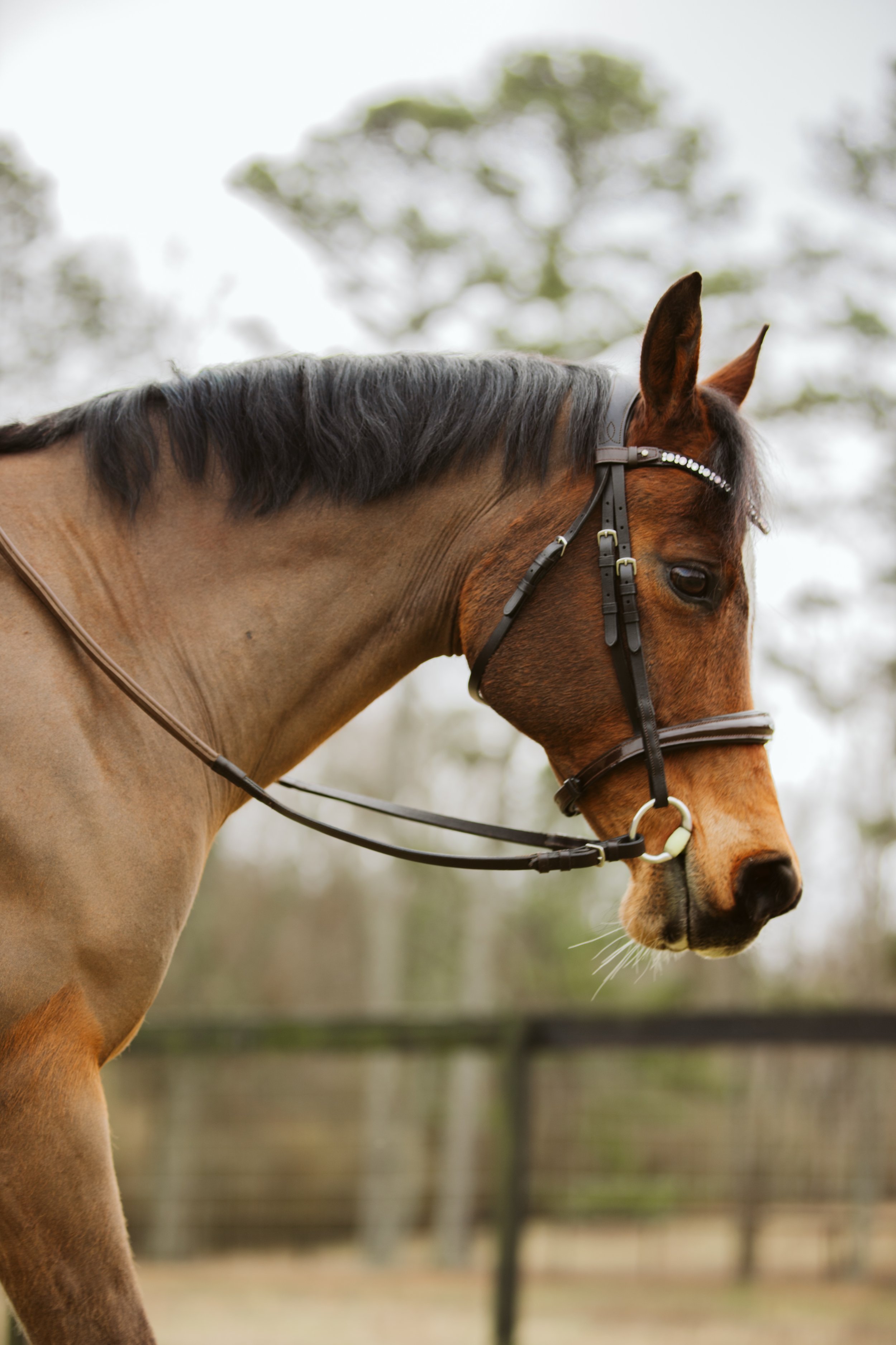 Close-Up Portrait of a Bay Arabian Horse