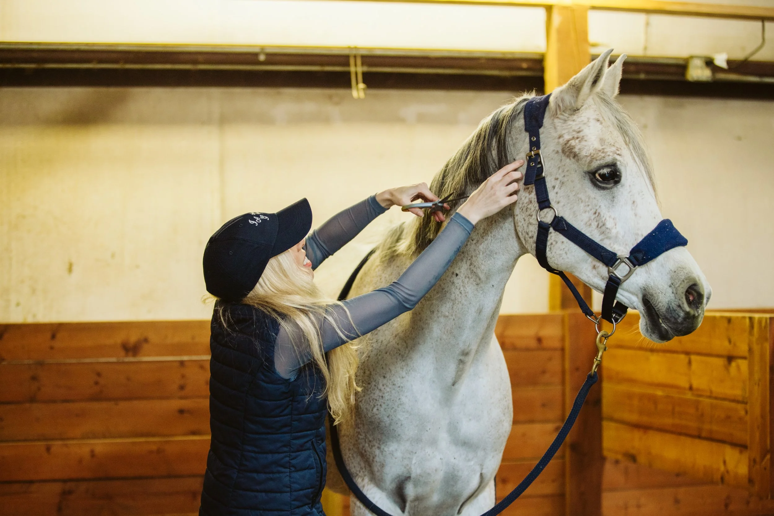 Grooming a White Arabian Horse at J.A.G Arabians in Georgia