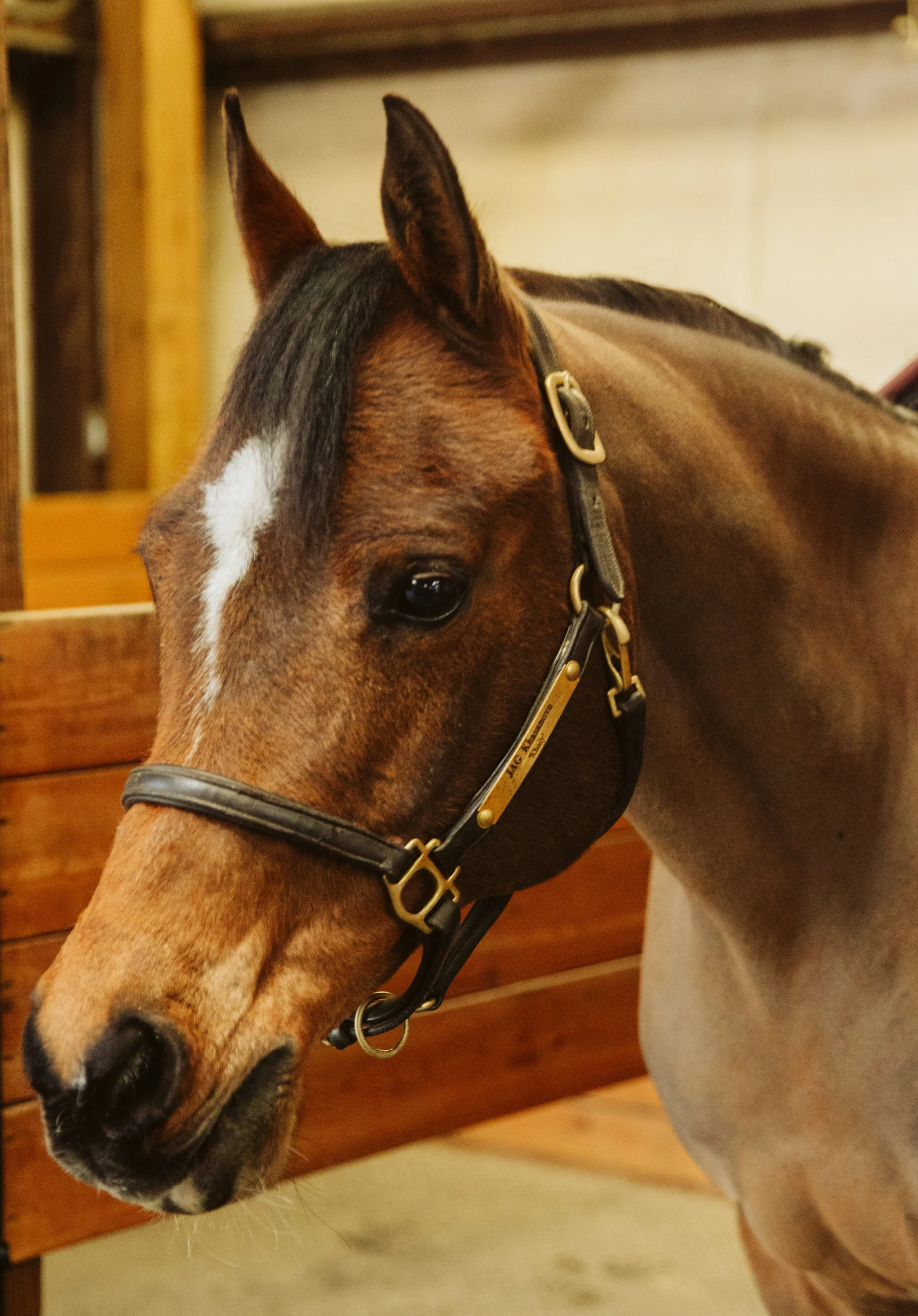 Saddling a Horse for a Lesson